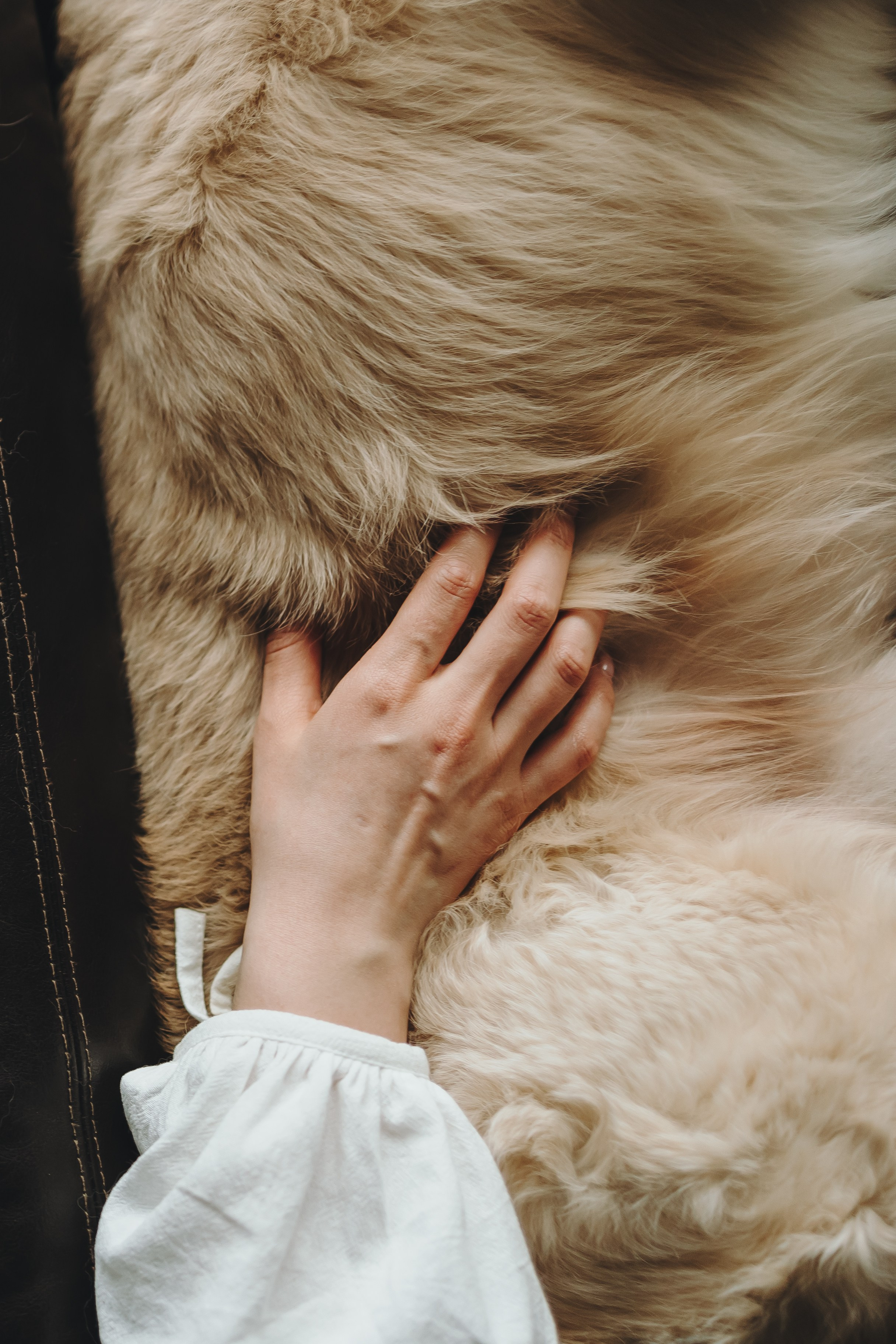 Настя, Арчи и Арагон. Фотограф-анималист в Санкт-Петербурге Алина Яхонт