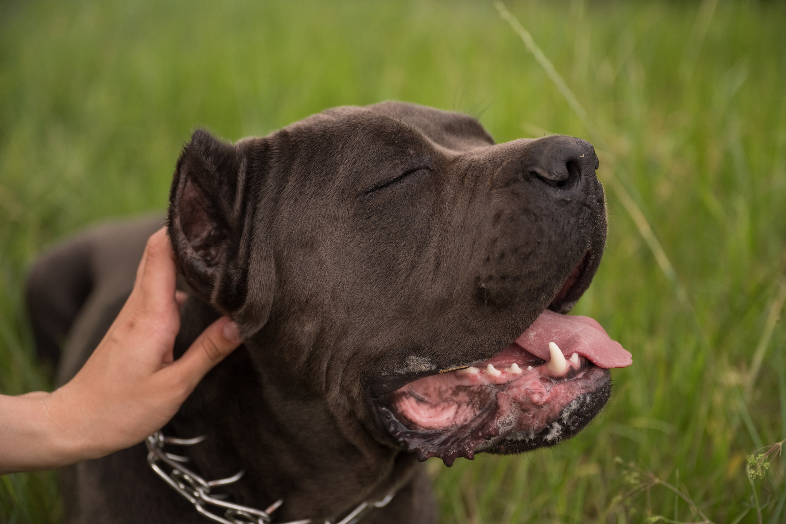 Дина, Яна и Лео. Фотограф Саратов Юлия Петрова