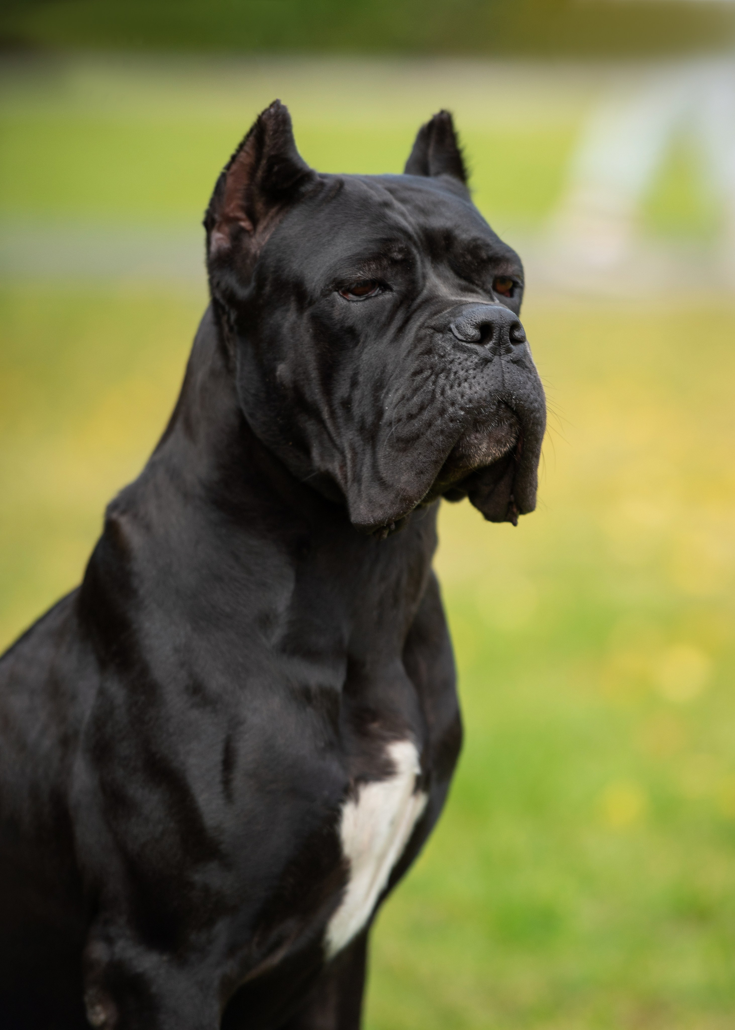 Выставка собак Тюмень 02.09.2023. Дог-фотограф в Тюмени Александра Королева