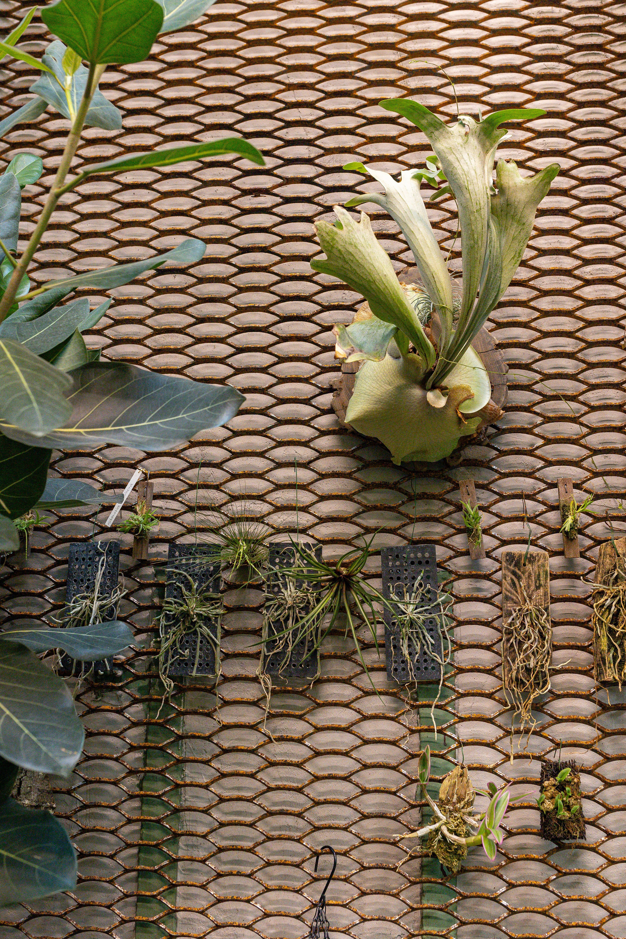 Green rare июнь 2025. Александра Куликова фотограф, Москва