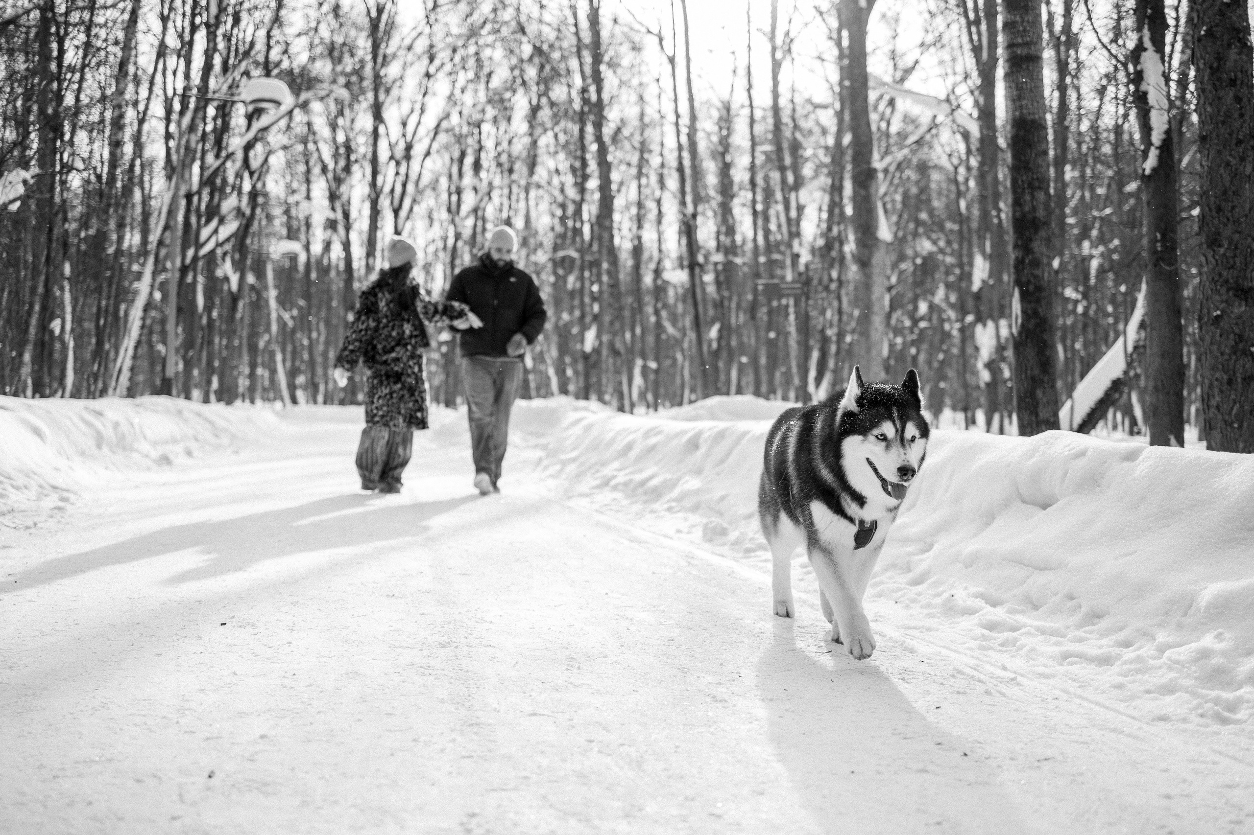 Вегас и его семья. Фотограф — Анималист | Санкт-Петербург