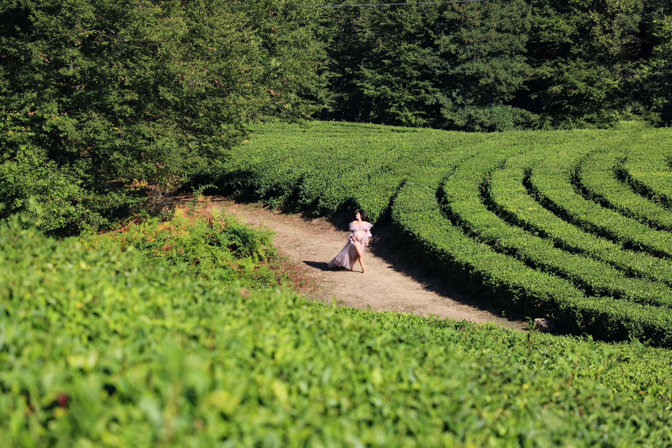 Беремняшка Мацеста чайные плантации 27.08. Главная