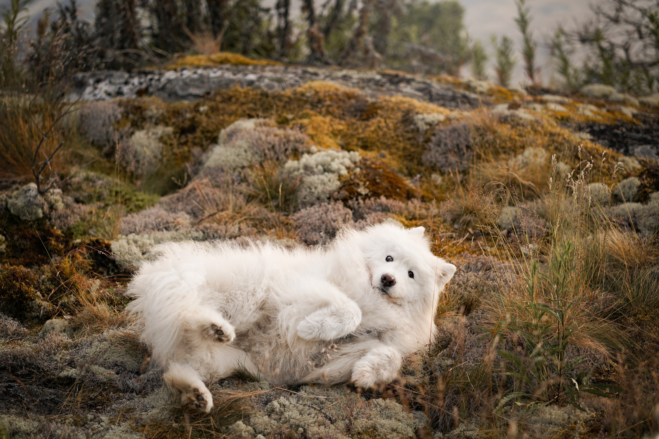 Карелия. Фотограф-анималист в Санкт-Петербурге Яна Мартынова