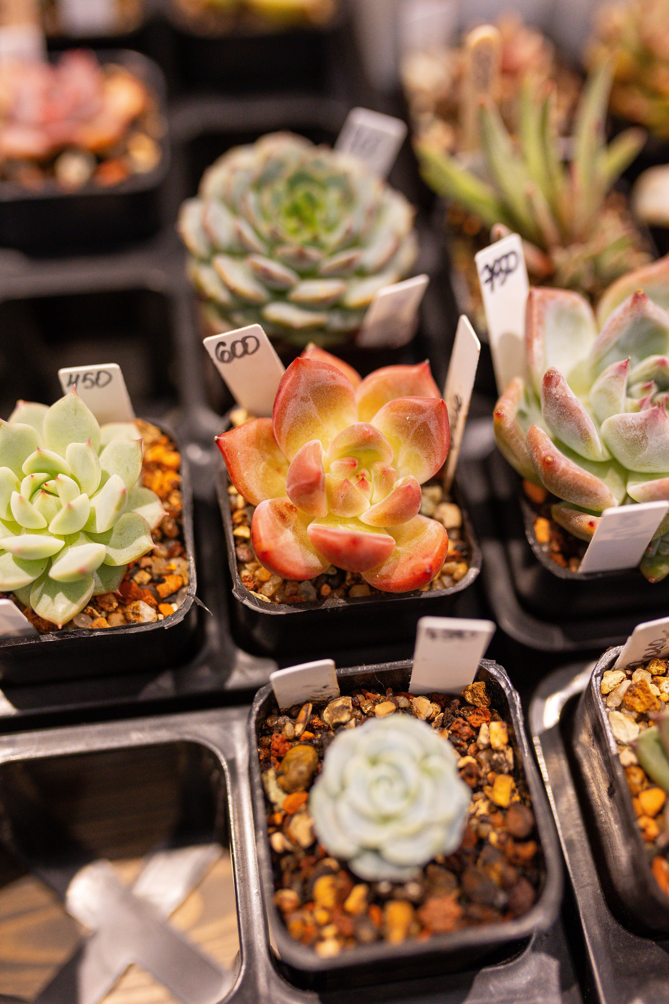 Ярмарка Green Rare 20.09.25. Александра Куликова фотограф, Москва