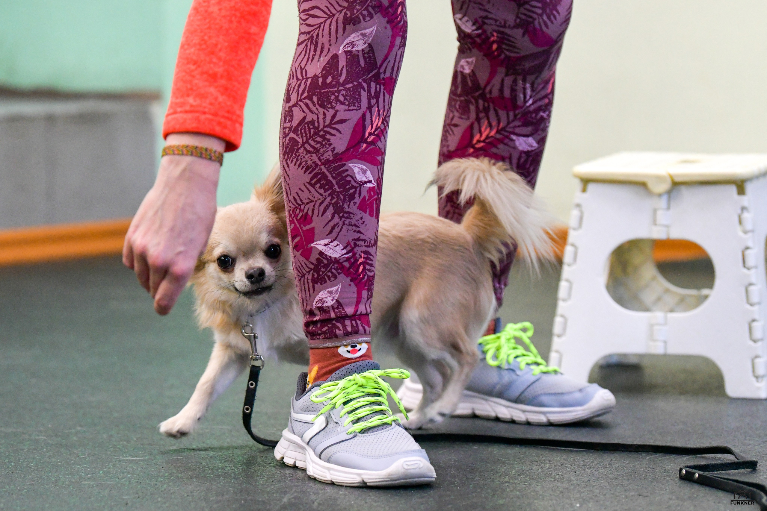 Кинологический клуб «Бодрый хвост». Свой взгляд через объектив