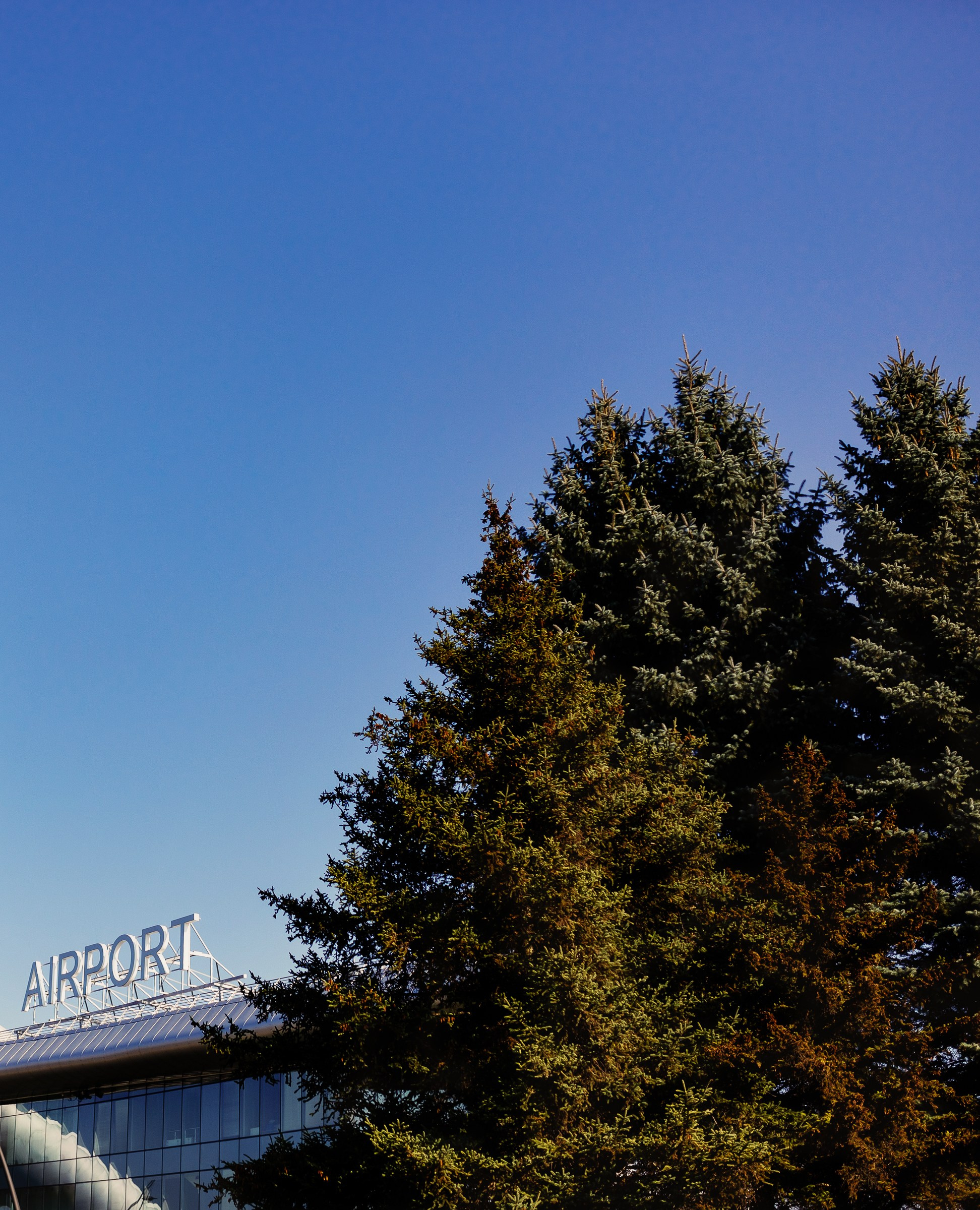 Юля и Дима. Свадебный фотограф в Воронеже Иван Самодуров