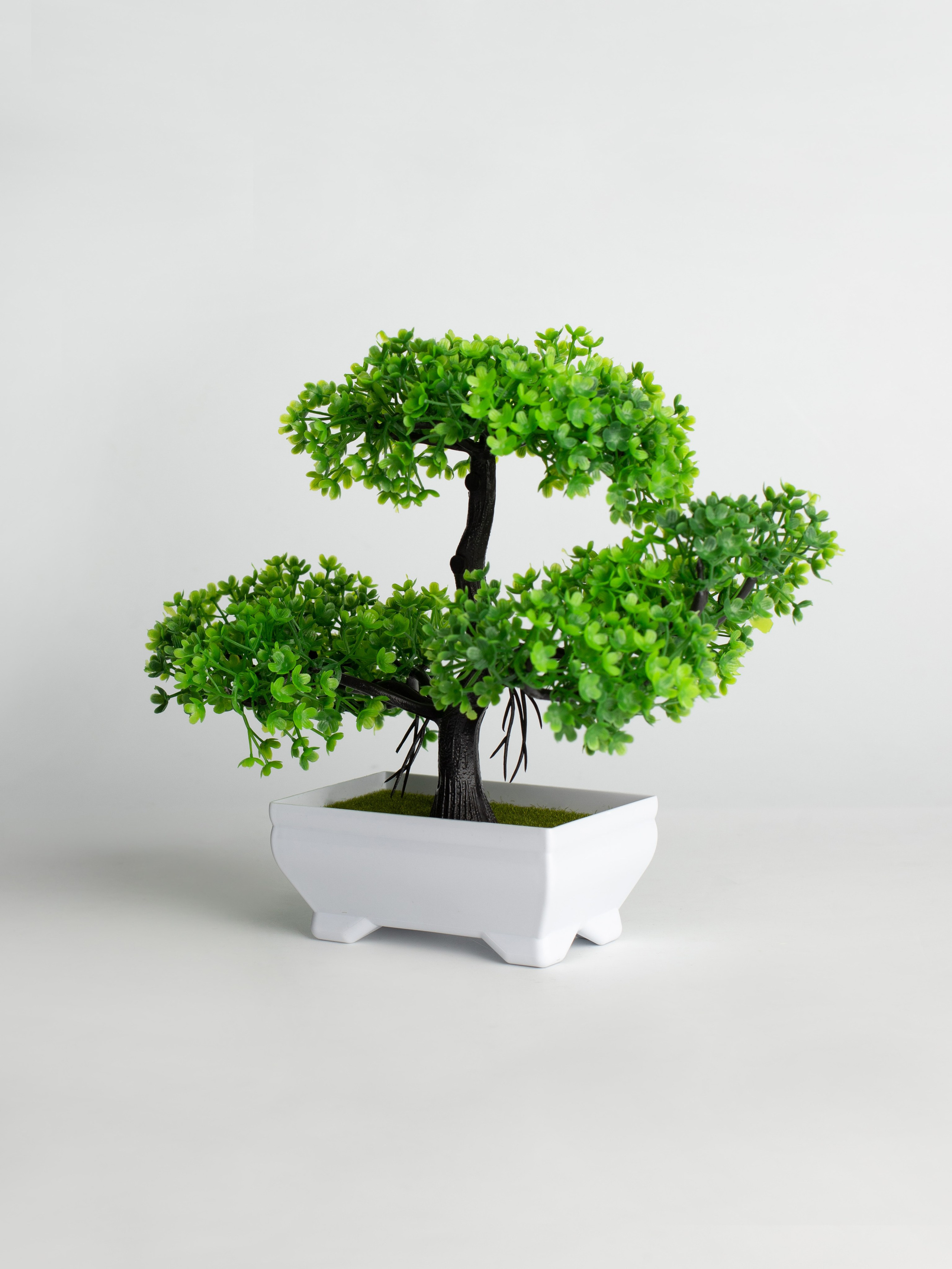 Декоративные деревья. Коммерческий фотограф в Санкт-Петербурге (СПб) Екатерина Панчёха, Панчёшка