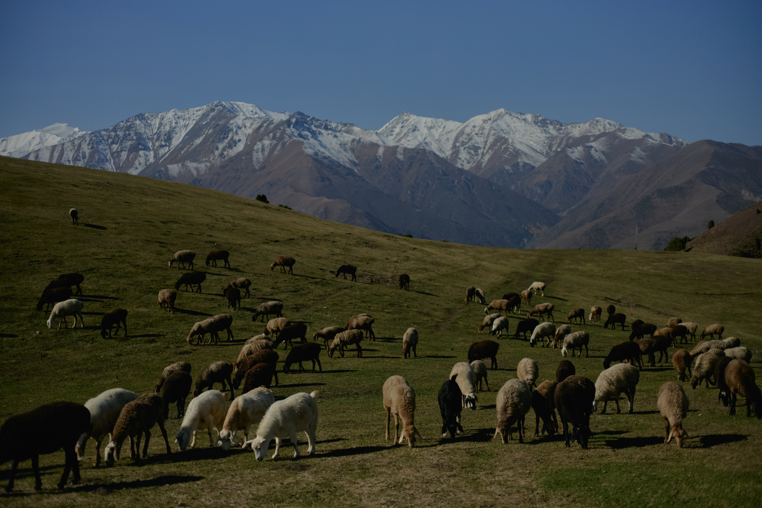 Кыргызтан. Профессиональный Фотограф во Владимире, в Москве и в Суздале — Полина Романычева