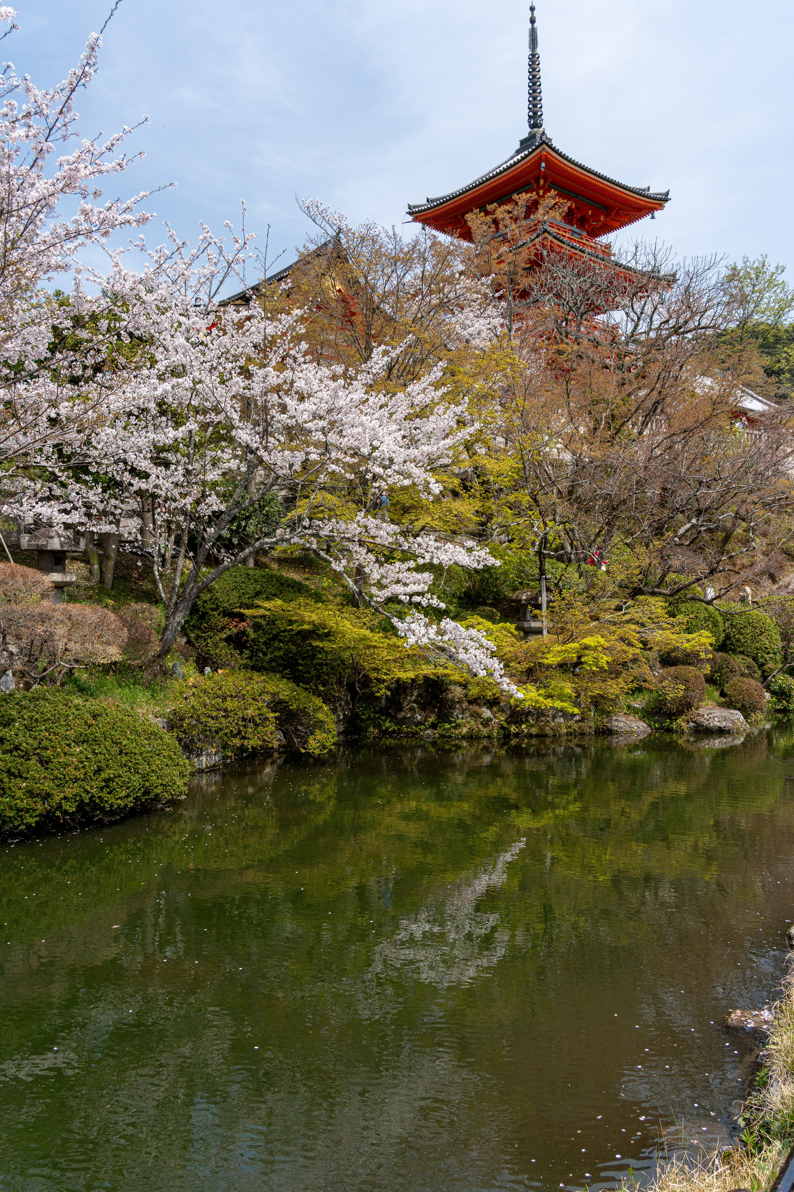 Япония, сакура. Творческие сьемки