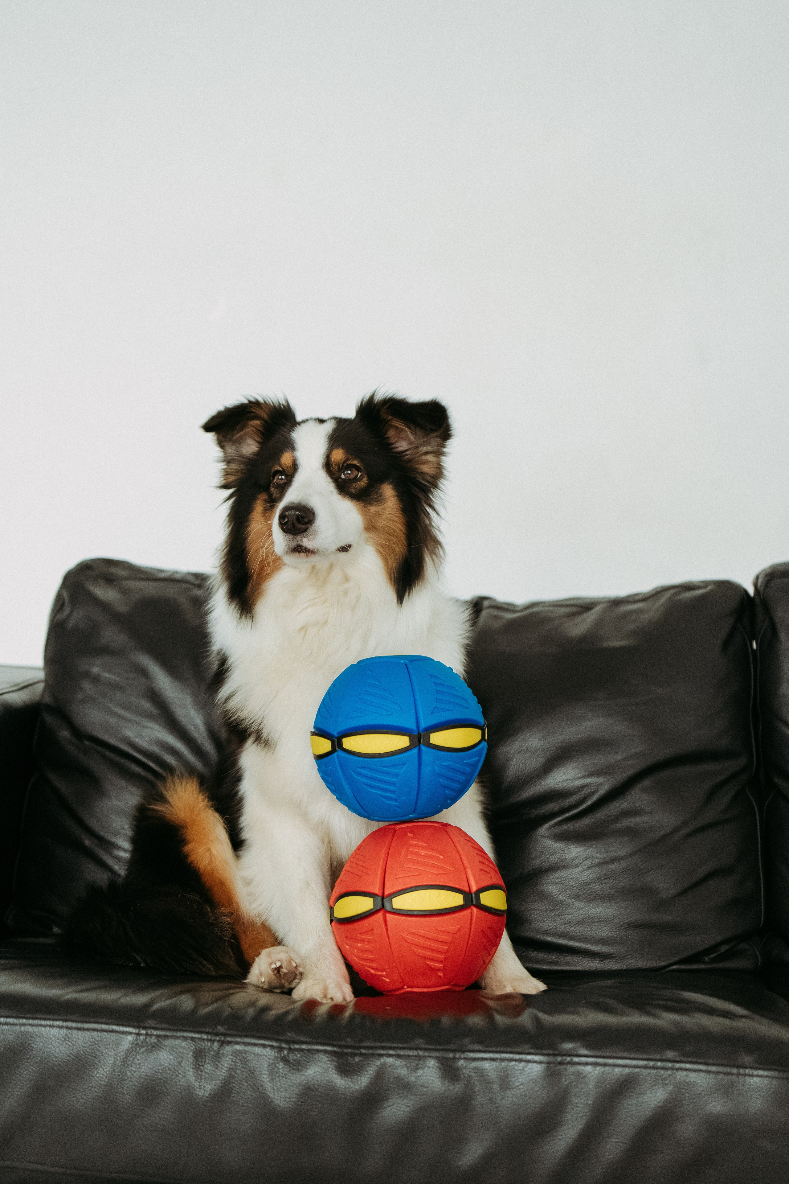 Мячи-попрыгуны. Фотораф — анималист Мария Шистка