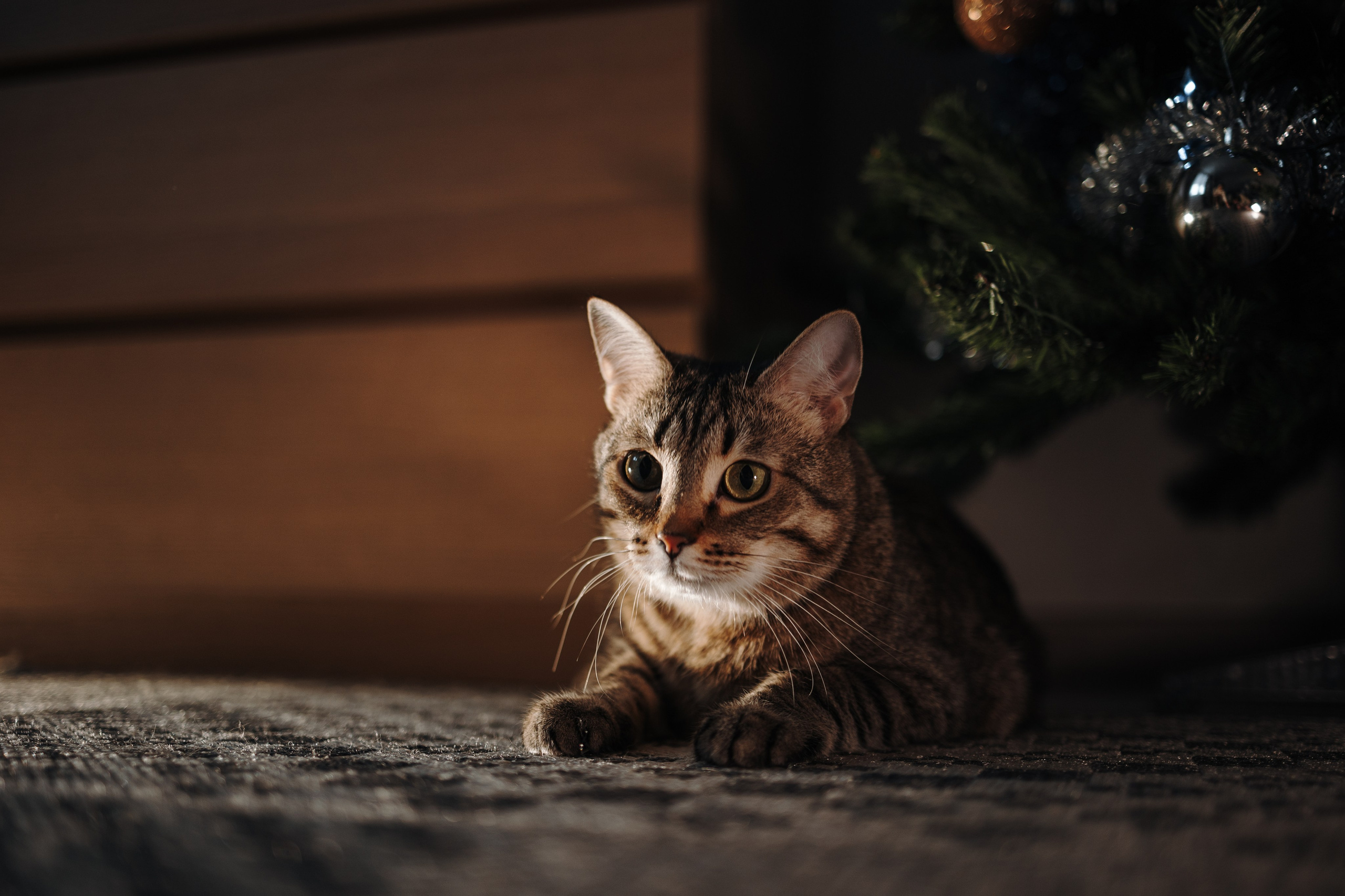 Мася и ее семья. Фотограф — Анималист | Санкт-Петербург