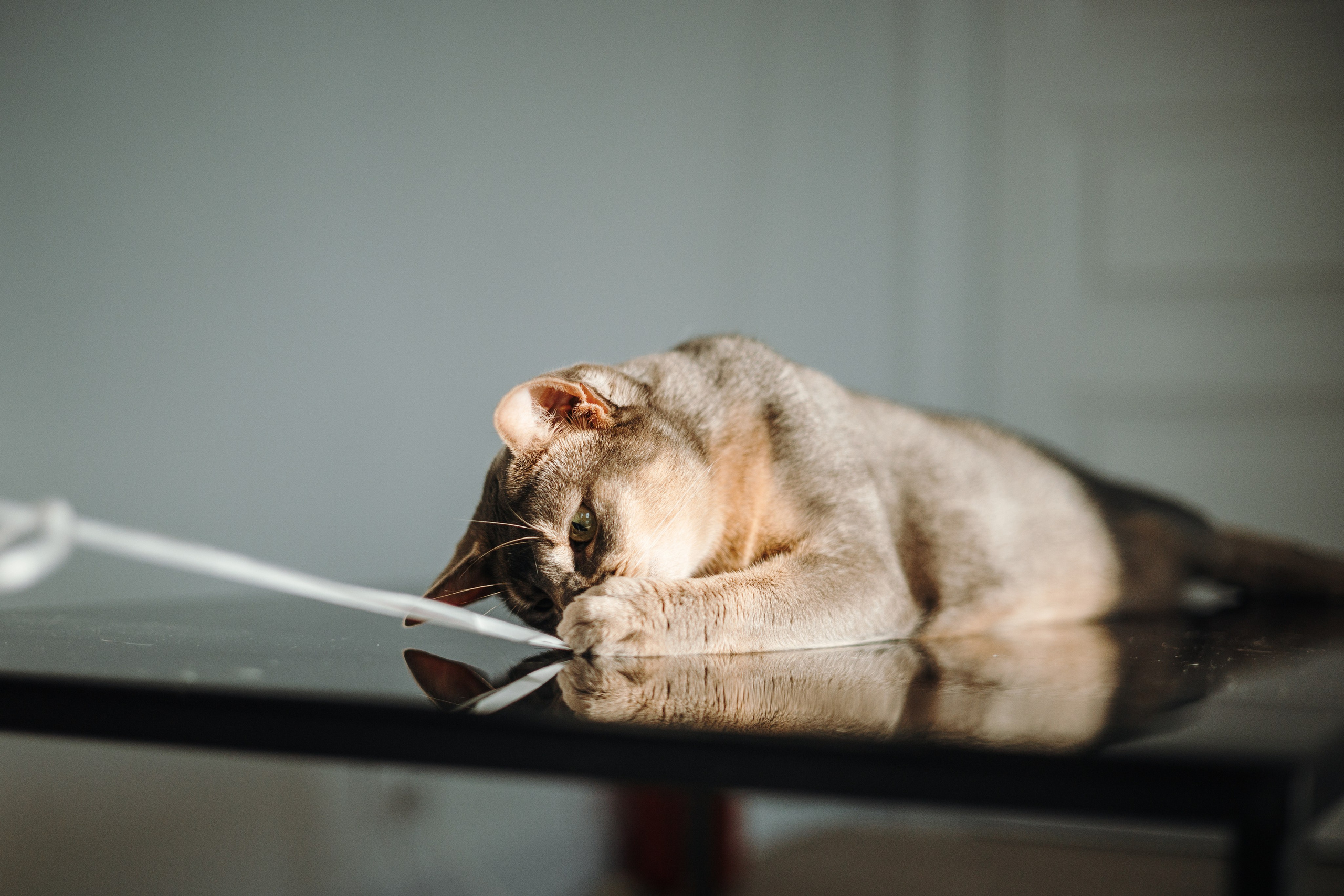 Циско и его семья. Фотограф — Анималист | Санкт-Петербург