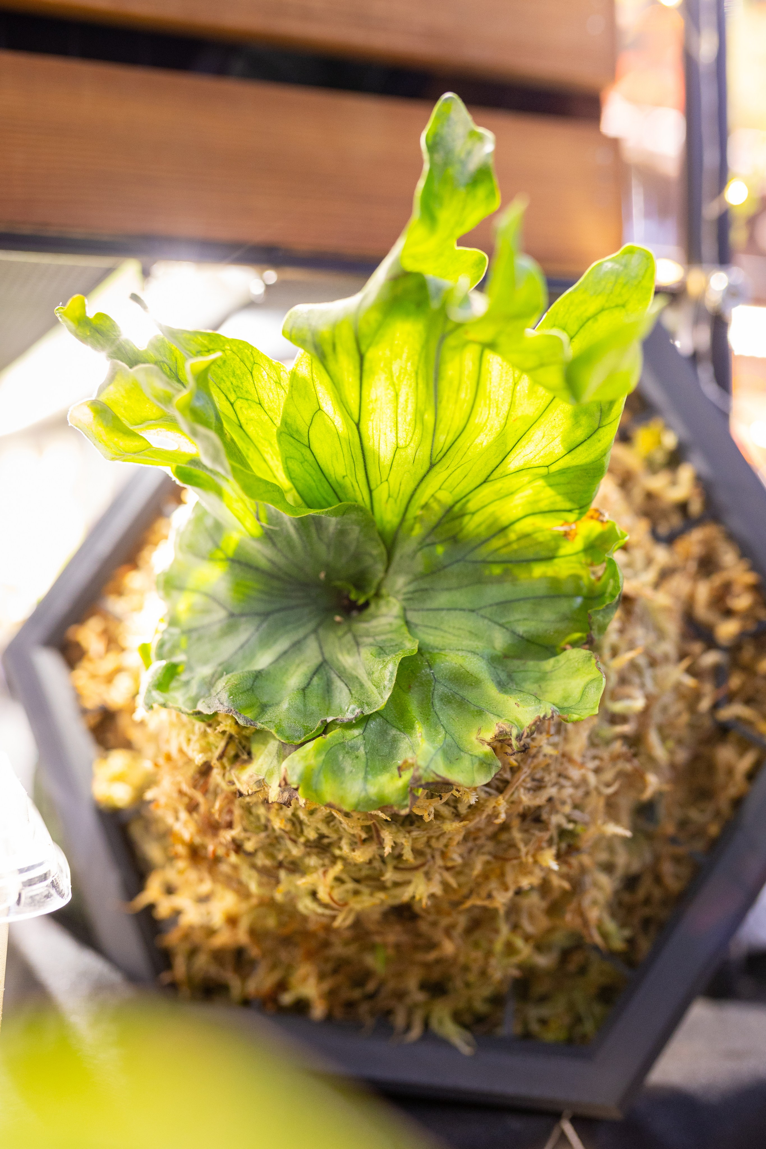 Орхидиум 12.2025. Александра Куликова фотограф, Москва