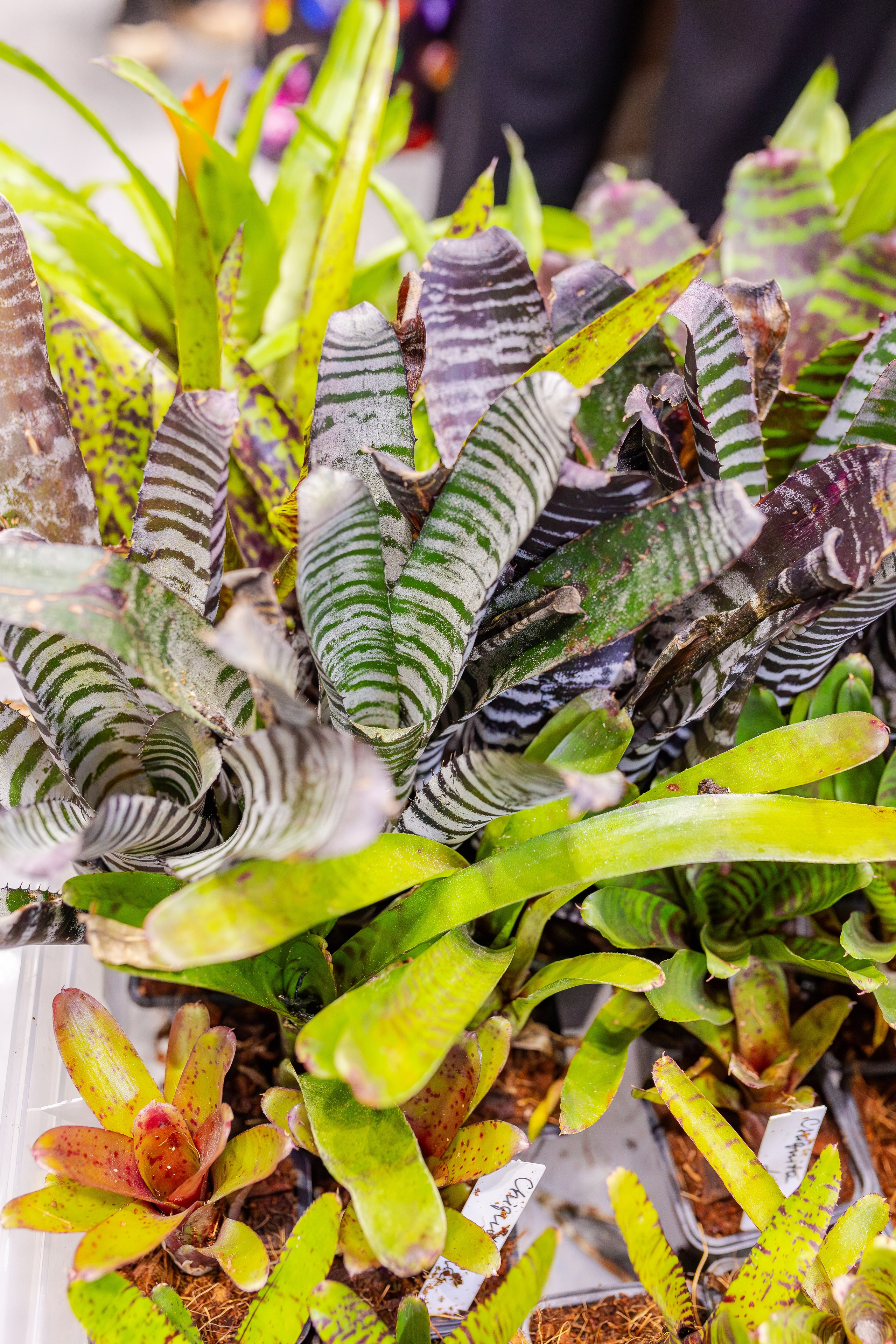 Орхидиум сентябрь 2025. Александра Куликова фотограф, Москва