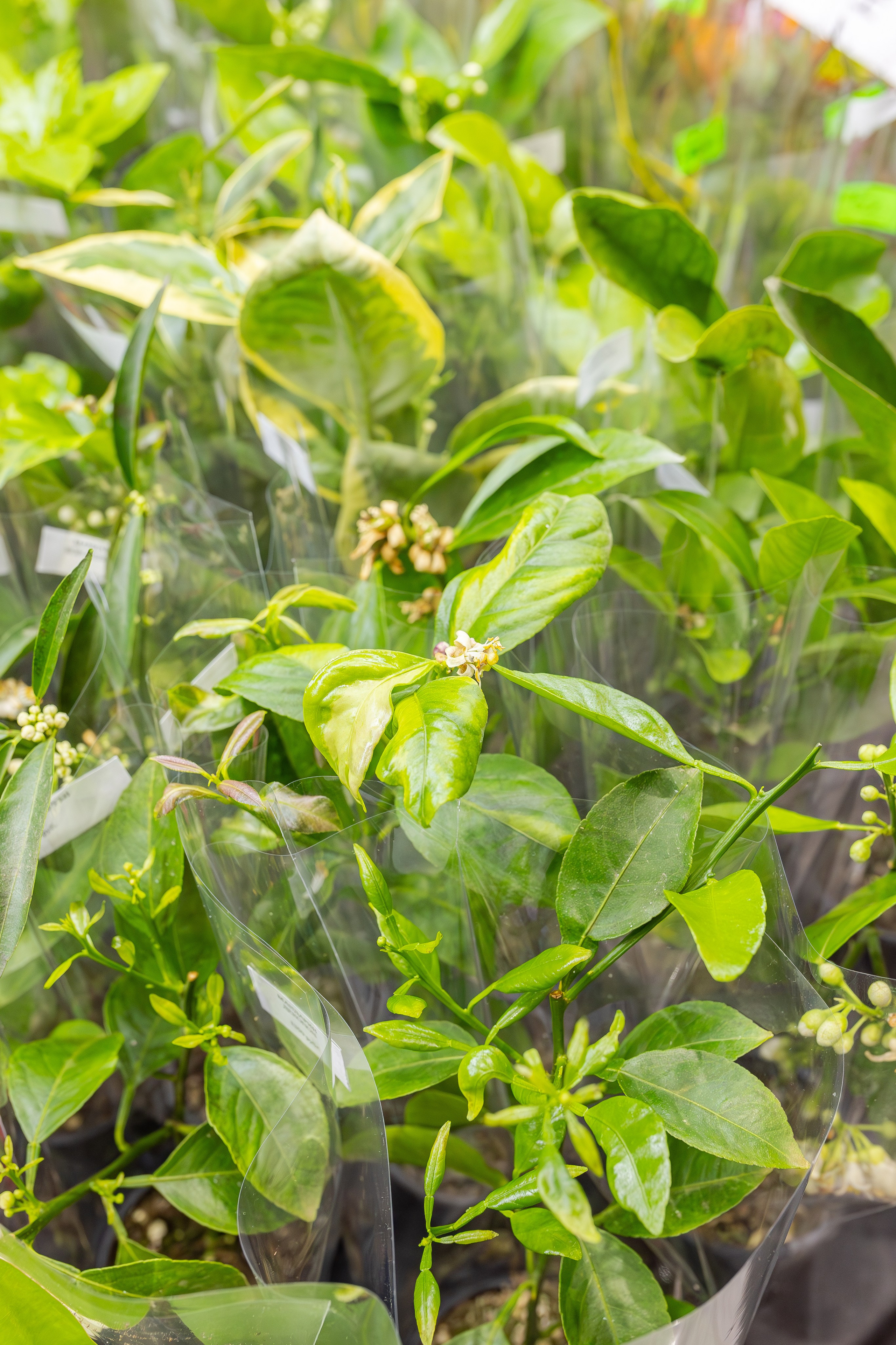 Монстериум апрель 2026. Александра Куликова фотограф, Москва