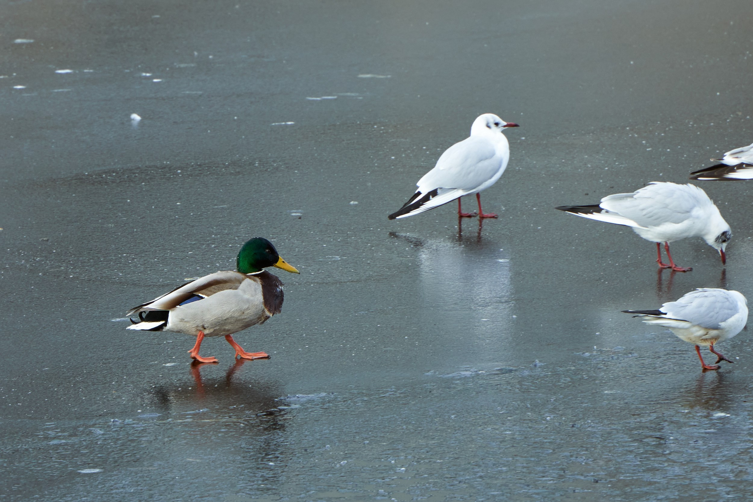 Фотографии улиц и пляжей Анапы. Профессиональный фотограф в Анапе Артем Ковальский