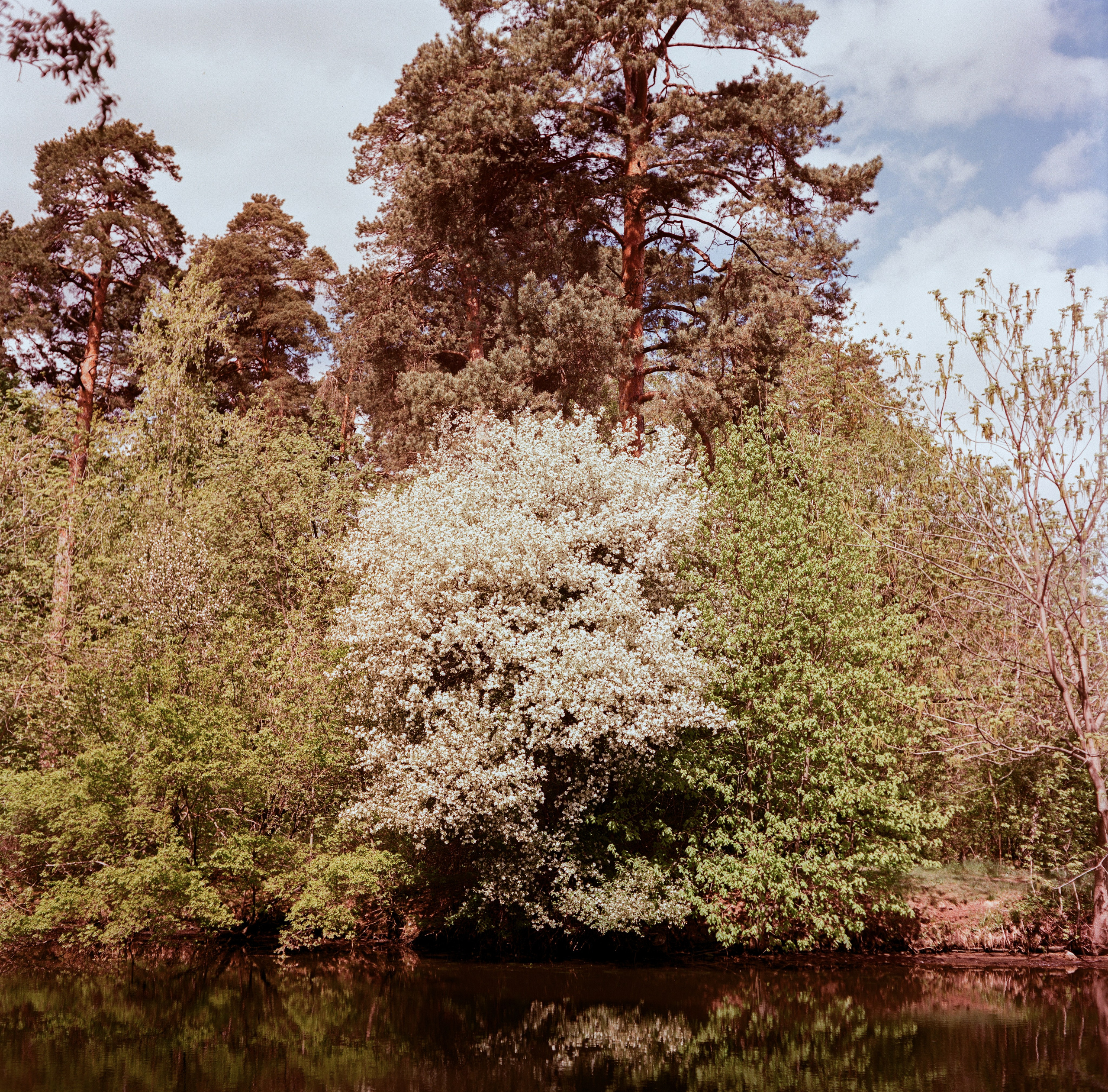 Minolta Autocord | Aeronega ISO 100 (Aerocolor IV) | май 2025 года СерБор