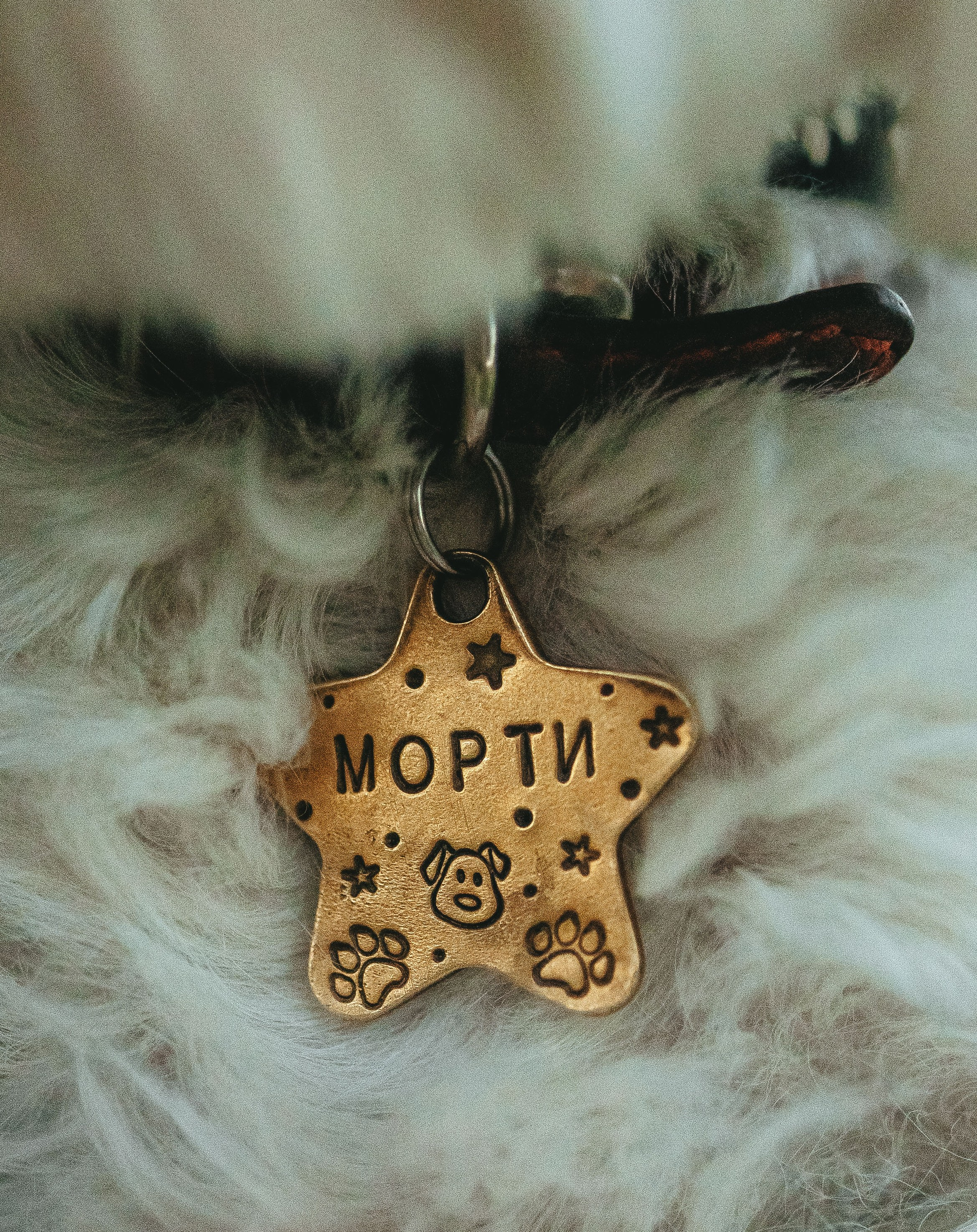 Фотосессия с питомцем в центре Санкт-Петербурга. Фотограф анималист в Спб недорого Олеся Майорова