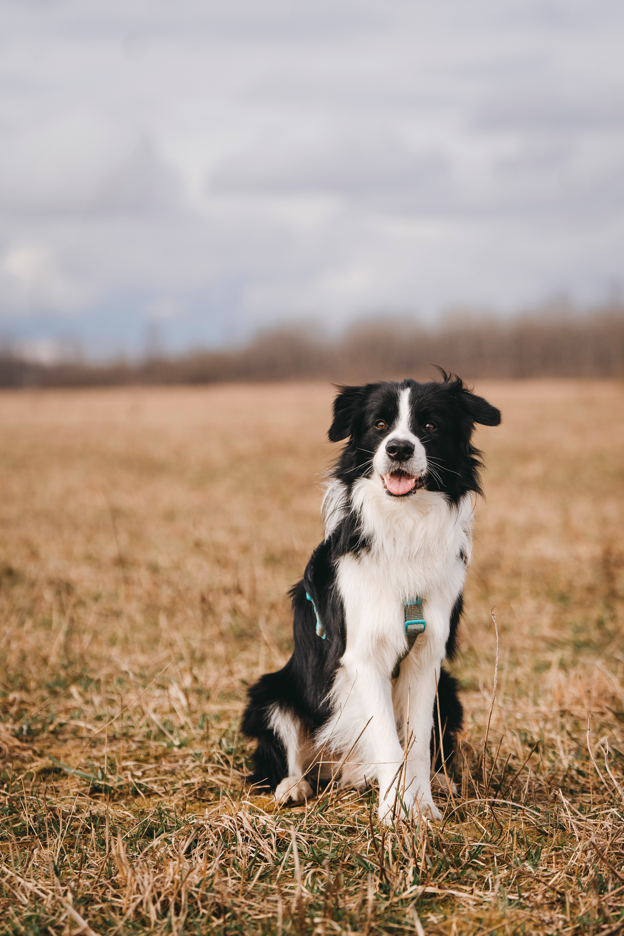 Нил и Алёна. Фотограф анималист в Спб недорого Олеся Майорова