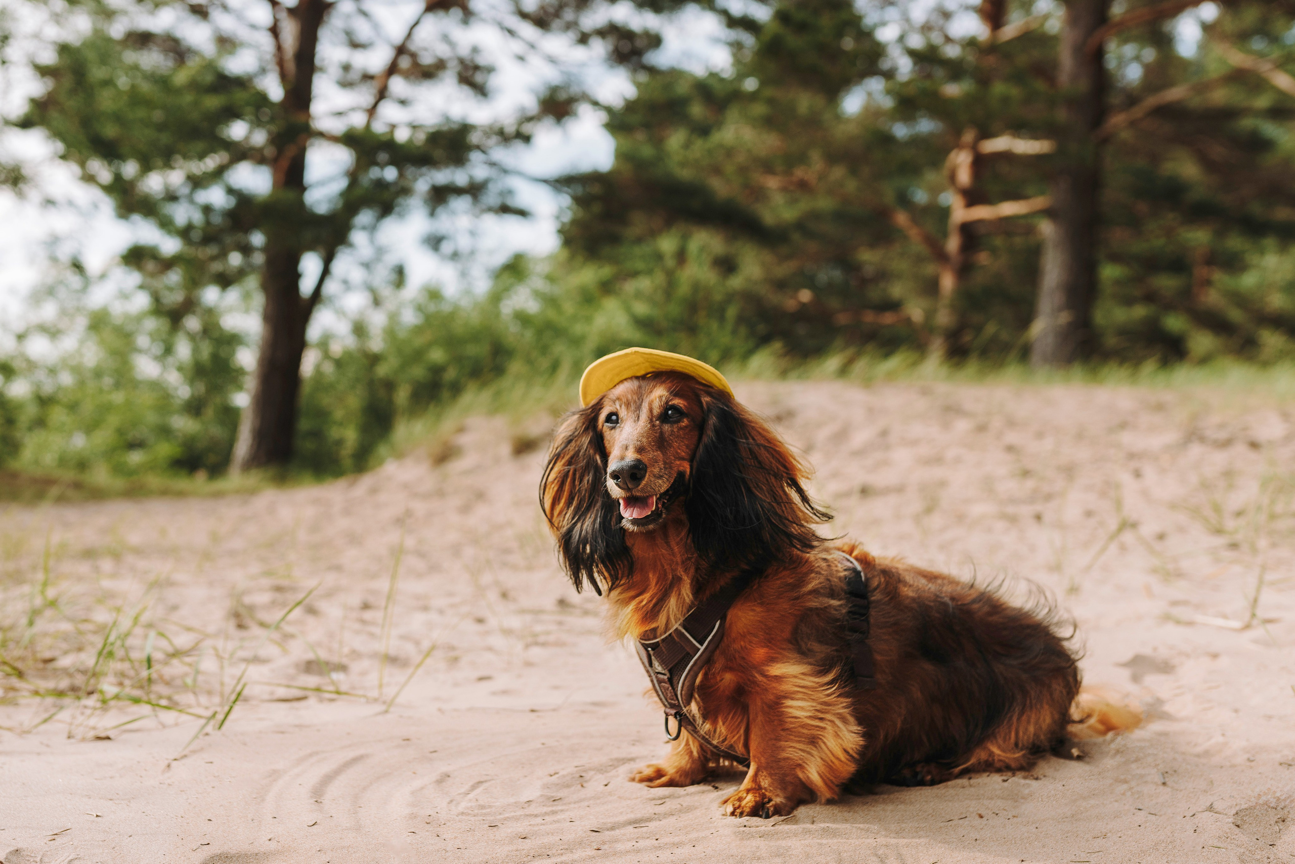 Фотосессия с длиношерстной таксой на пляжн. Фотограф анималист в Спб недорого Олеся Майорова