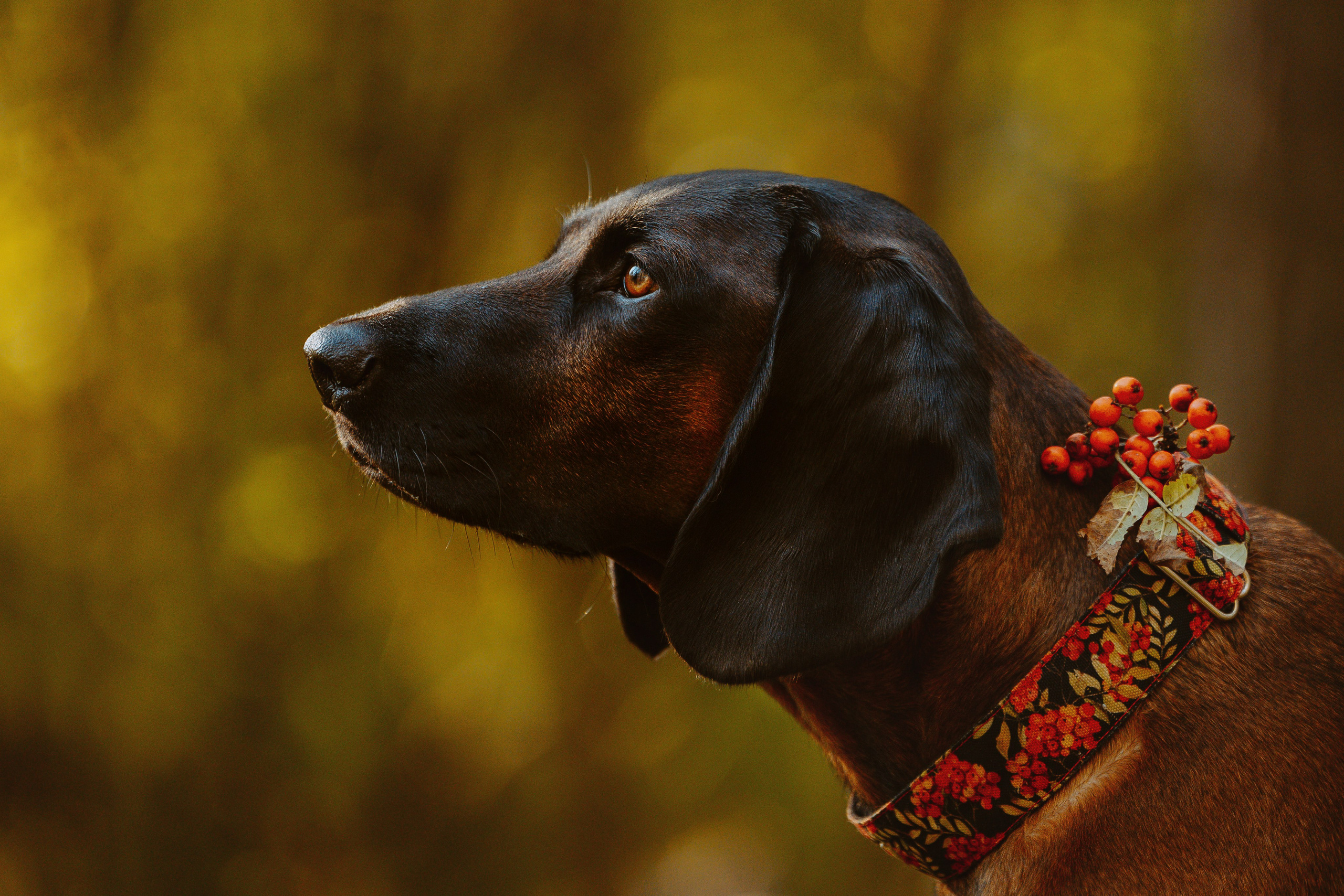 Ольга, Рора и Румпель. Фотограф анималист в Спб недорого Олеся Майорова