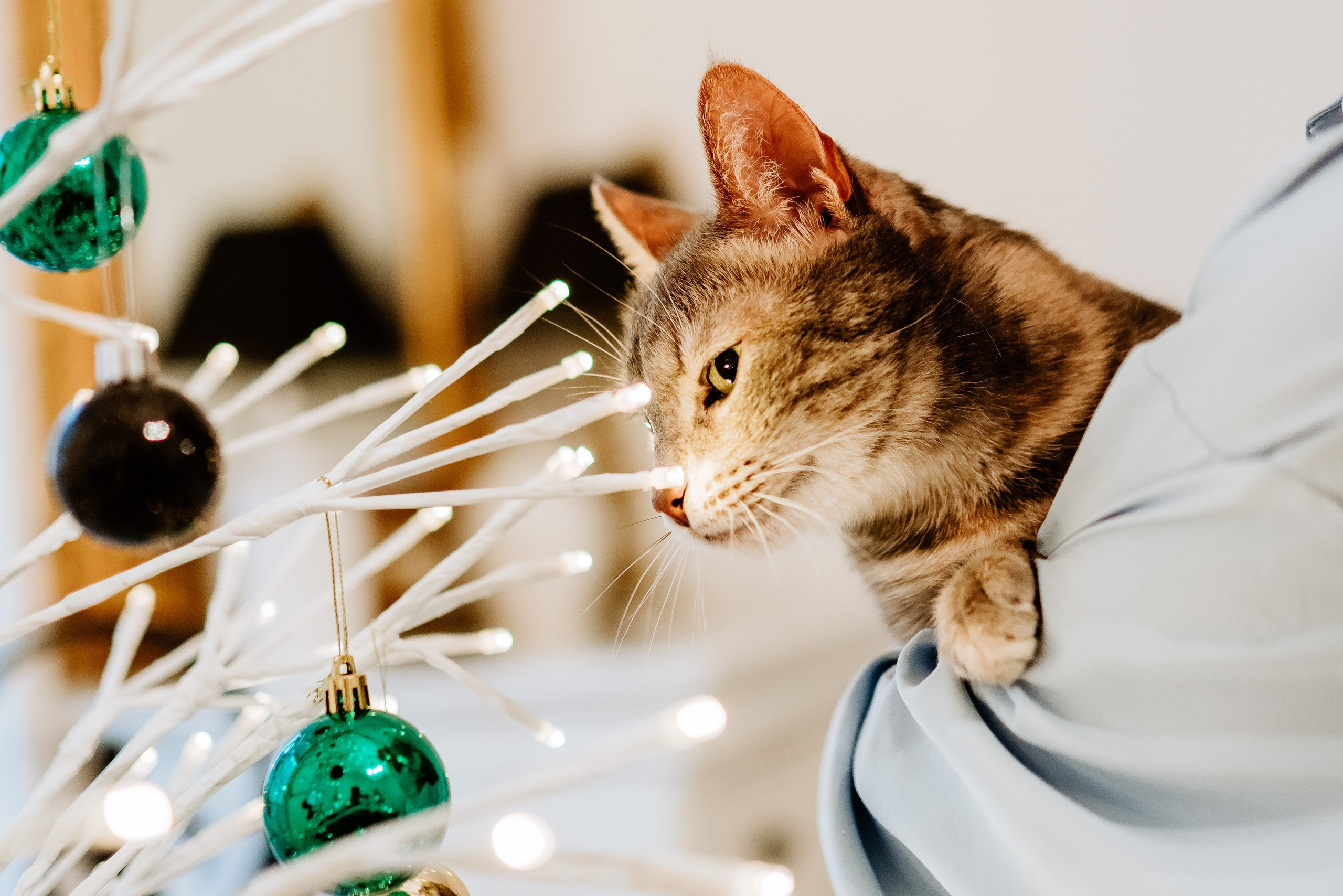 Натали и Иззи. Фотограф анималист в Спб недорого Олеся Майорова