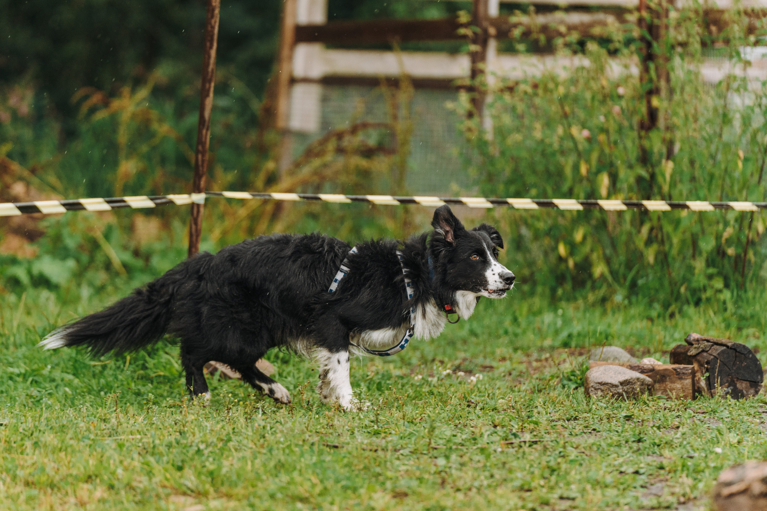 Соревнования по ноузворку в Новожилово. Фотограф анималист в Спб недорого Олеся Майорова