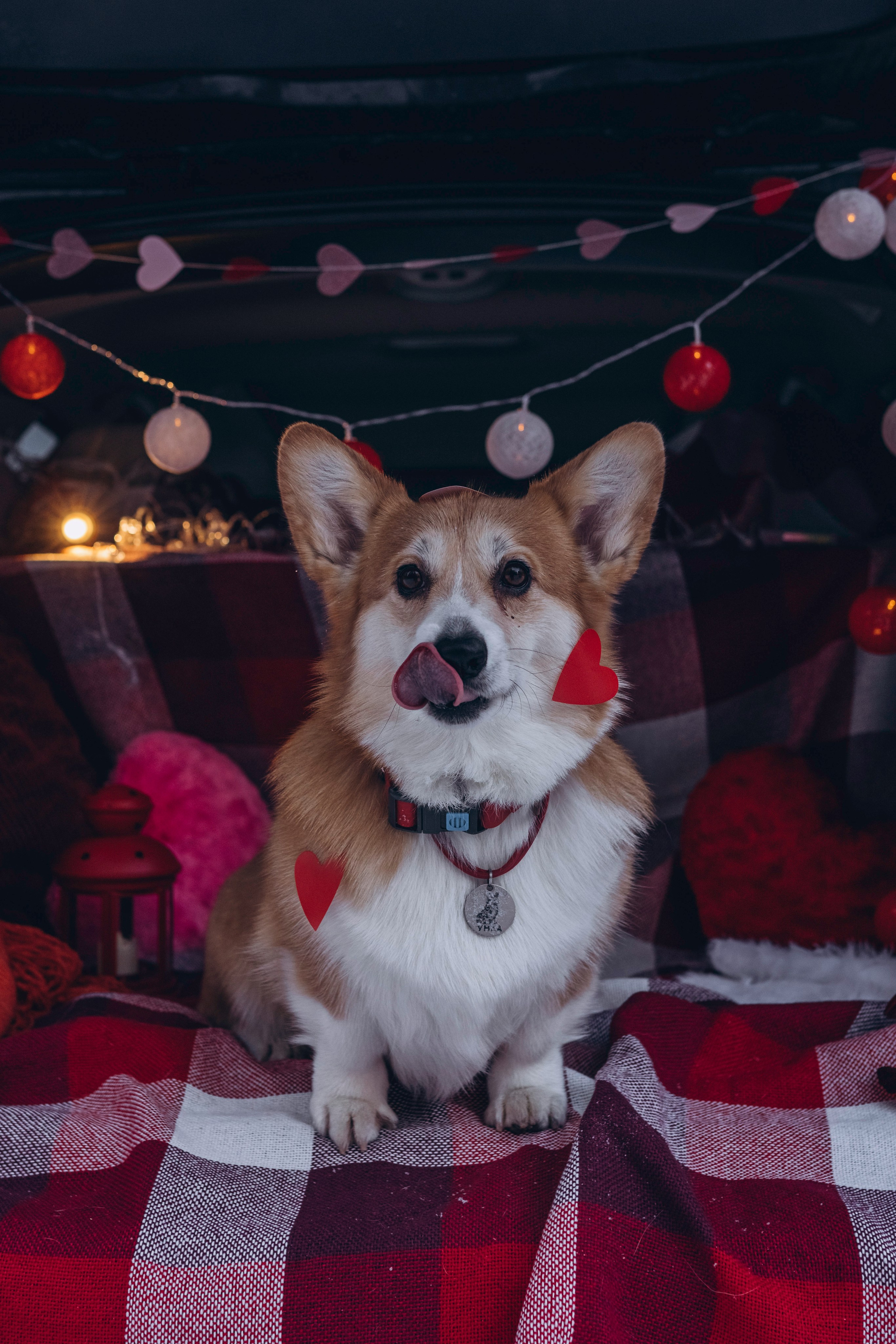 Фотодень Святого Валентина. Фотограф анималист в Спб недорого Олеся Майорова