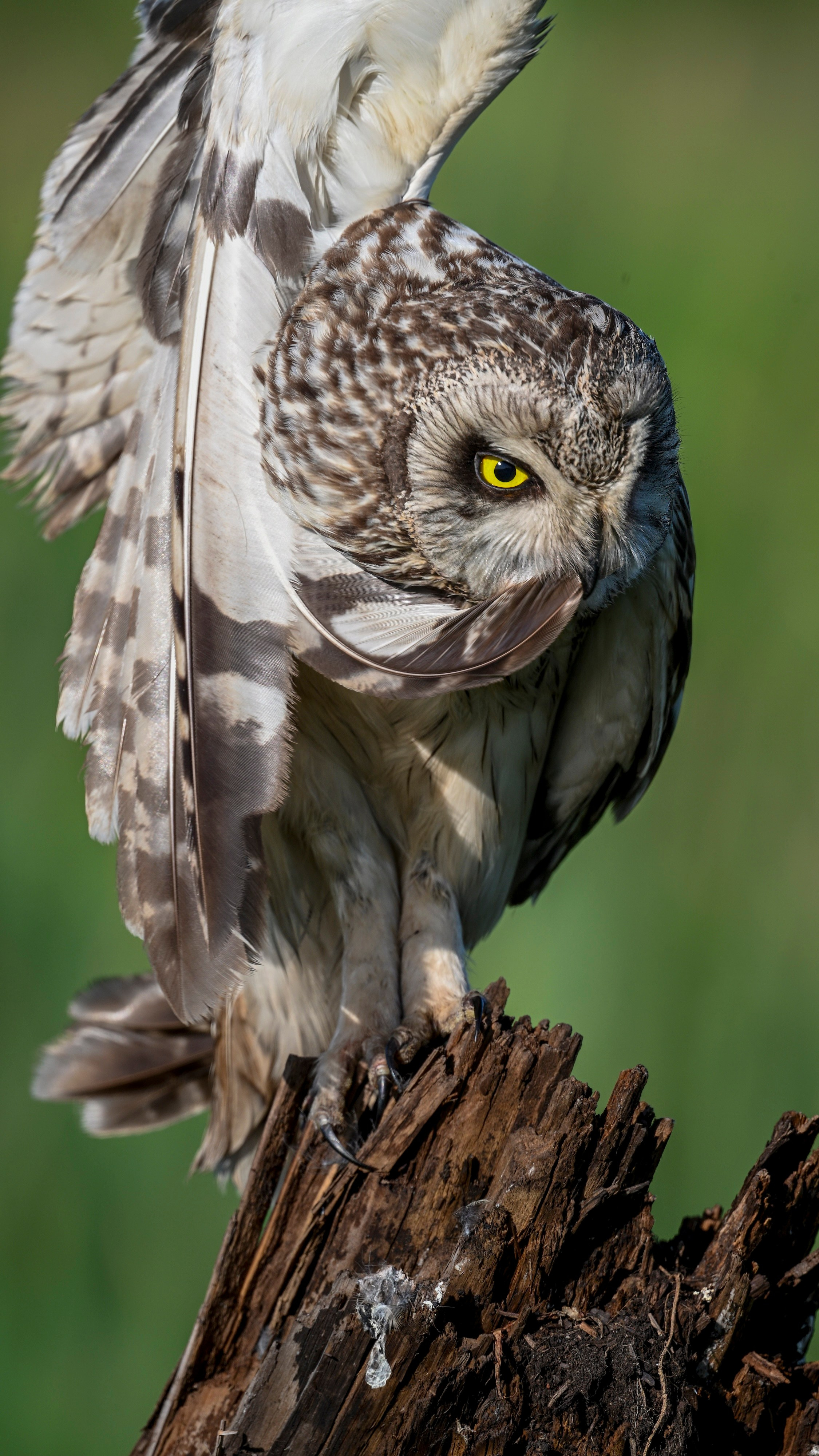Short eared owl. Wildlife photography by Sergey Puponin