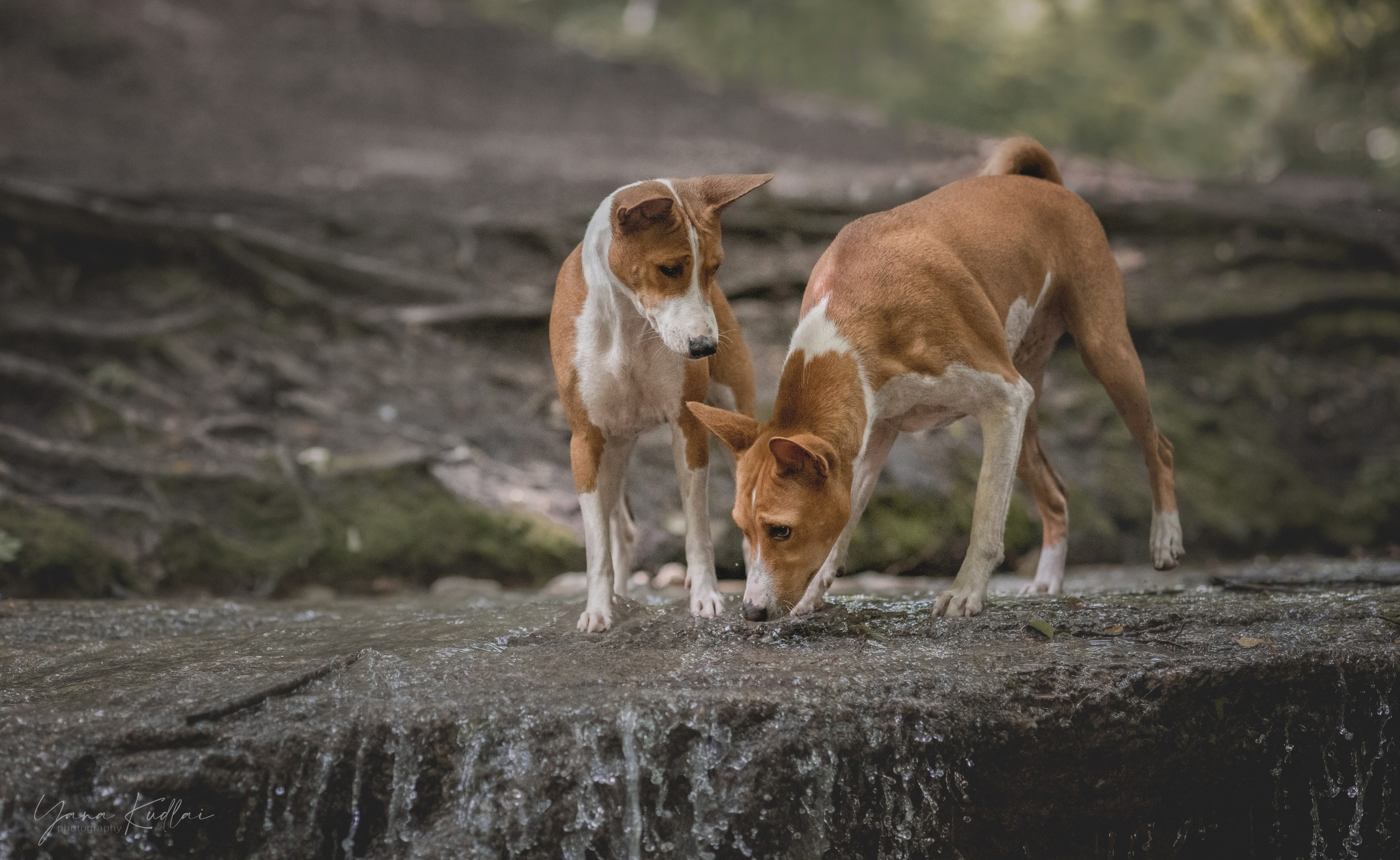 Два неугомонных бассенджи — Ива и Икс. Фотограф анималист Ставрополь Яна Кудлай