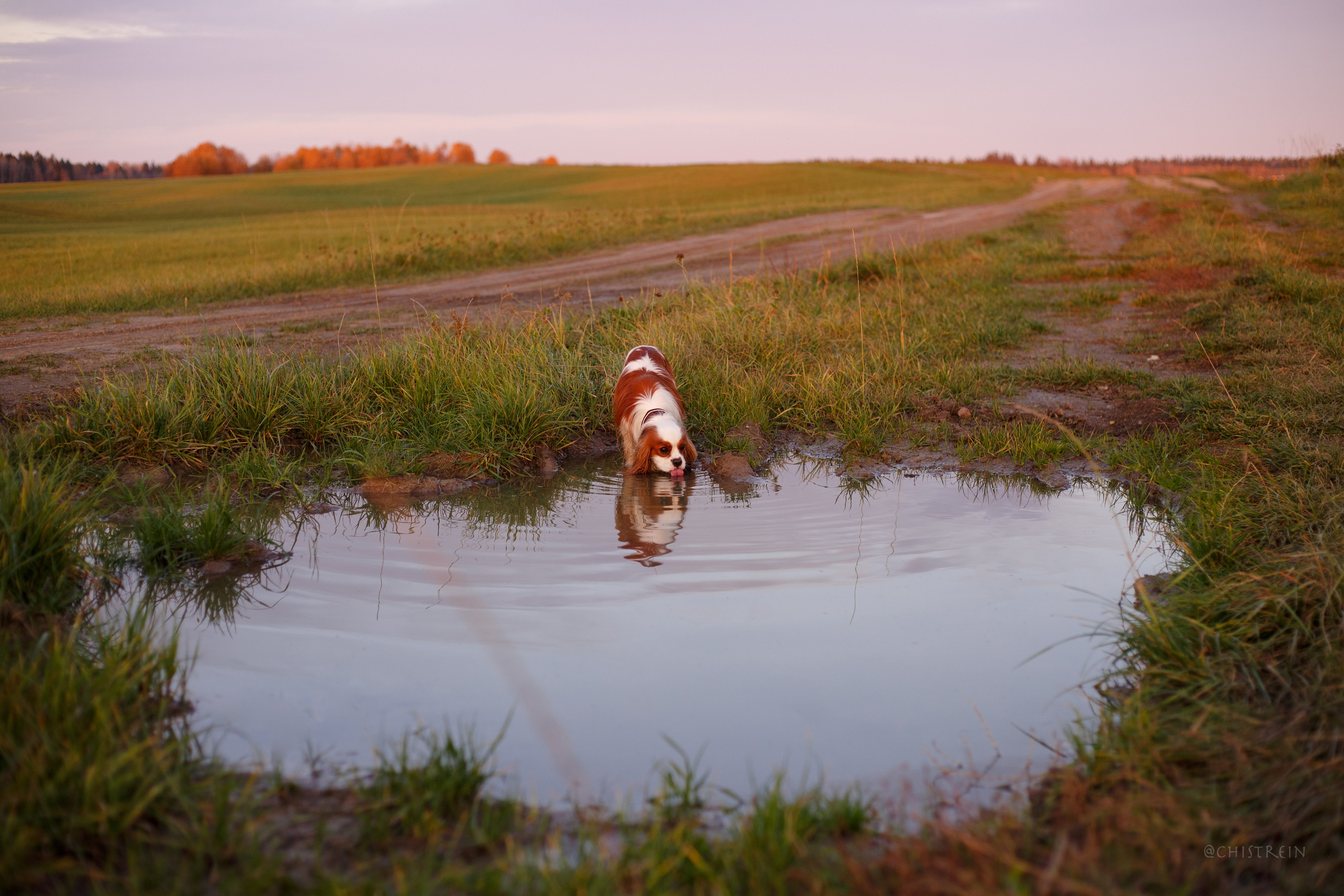Октябрьский закат в полях. Алина и Лео. Фотограф-анималист Наталия Чистюхина в г. Сосновый Бор и ЛО