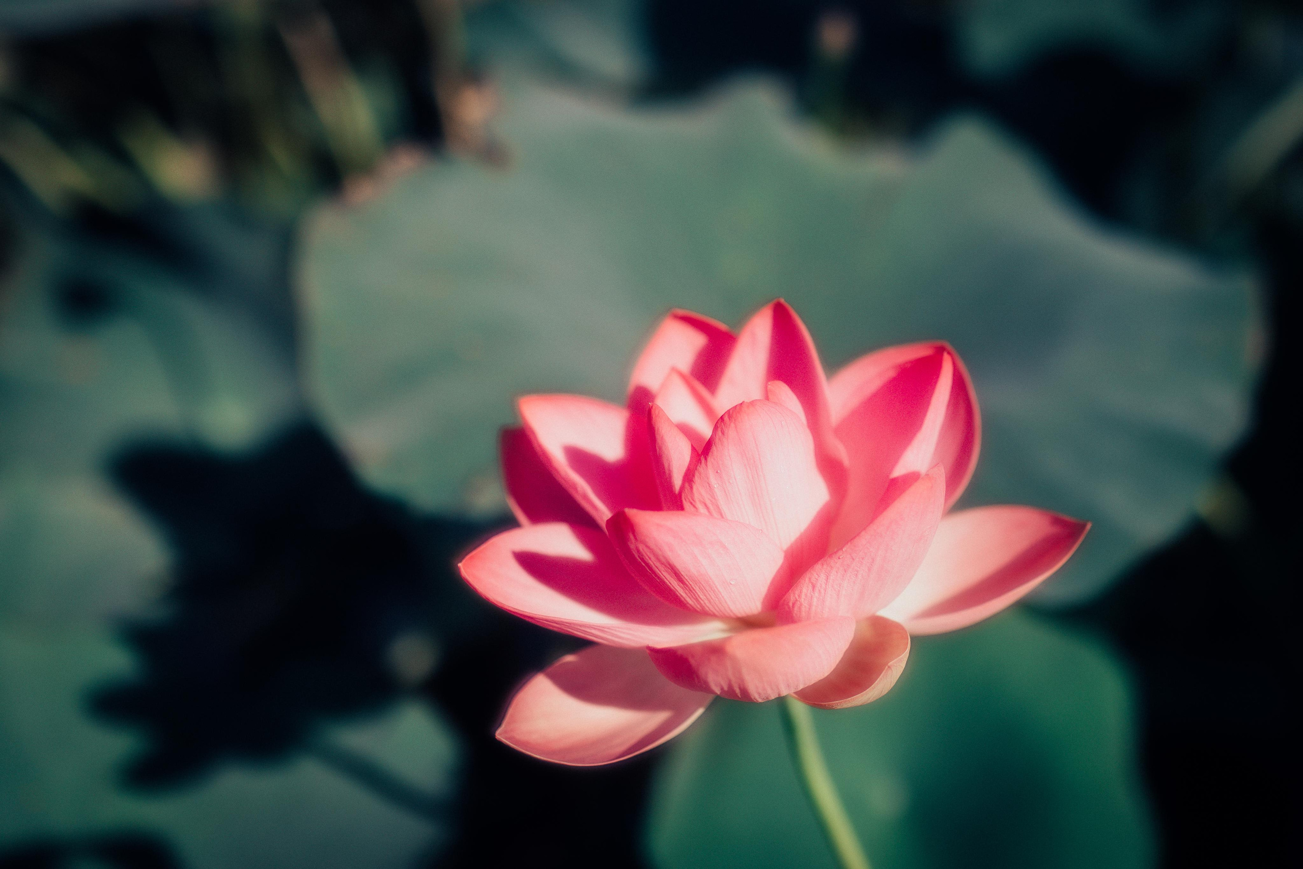 Лотосы. Портретный арт-фотограф в Екатеринбурге Алена Нестерова