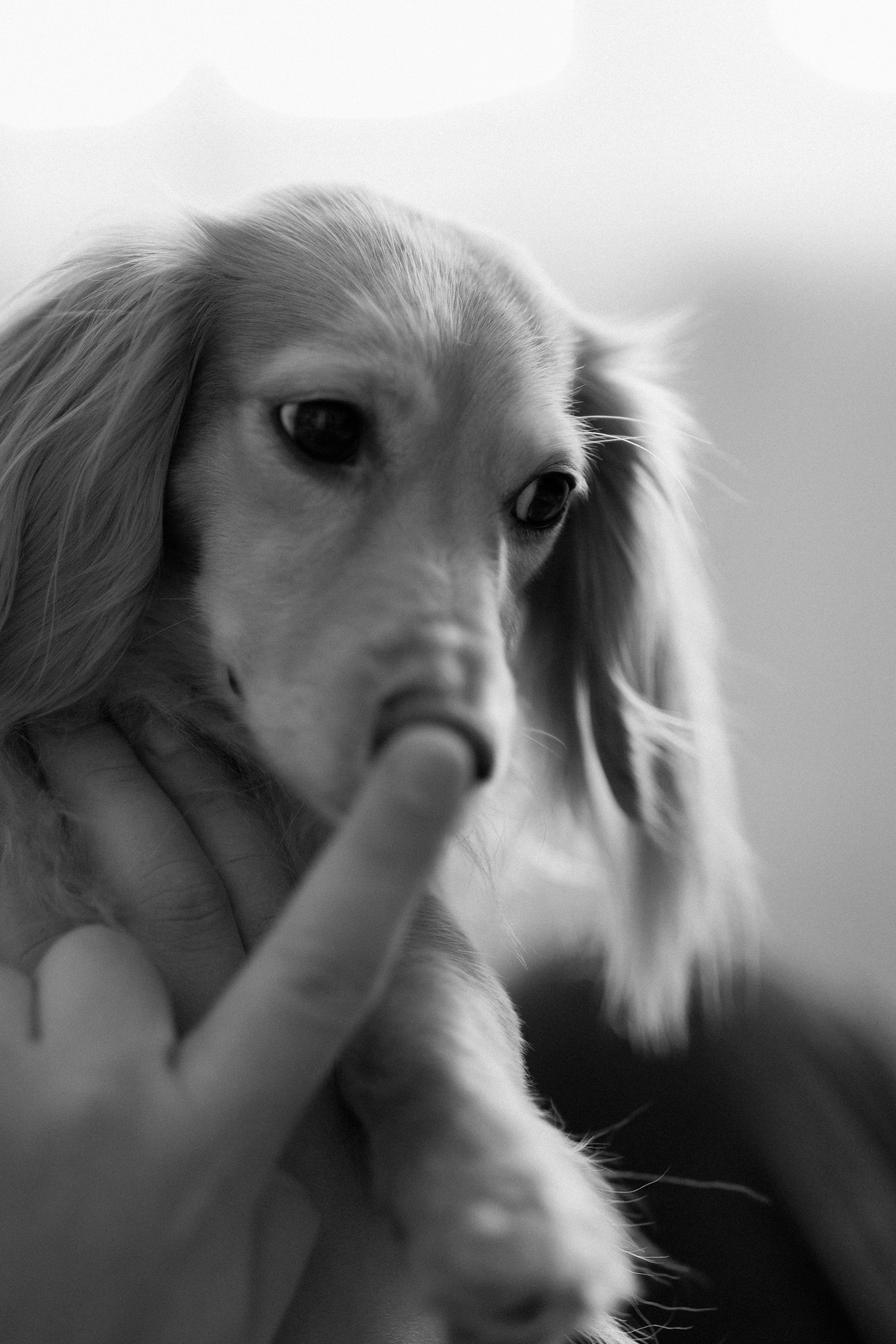Даня, Алёна, Лёва и таксы. Настя Оленченко, портретный/семейный фотограф на цифру и плёнку Москва