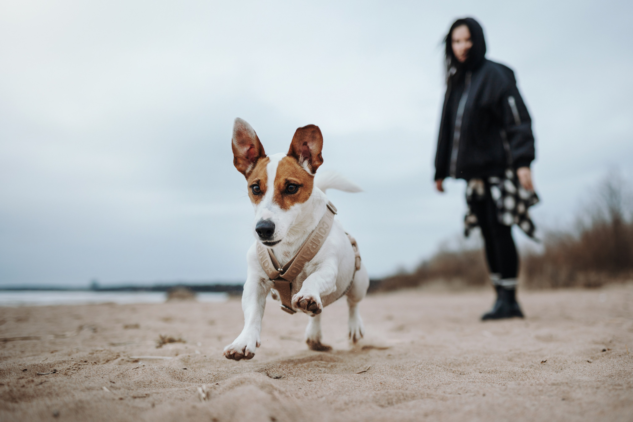 Саша и Джеки. Фотограф — Анималист | Санкт-Петербург