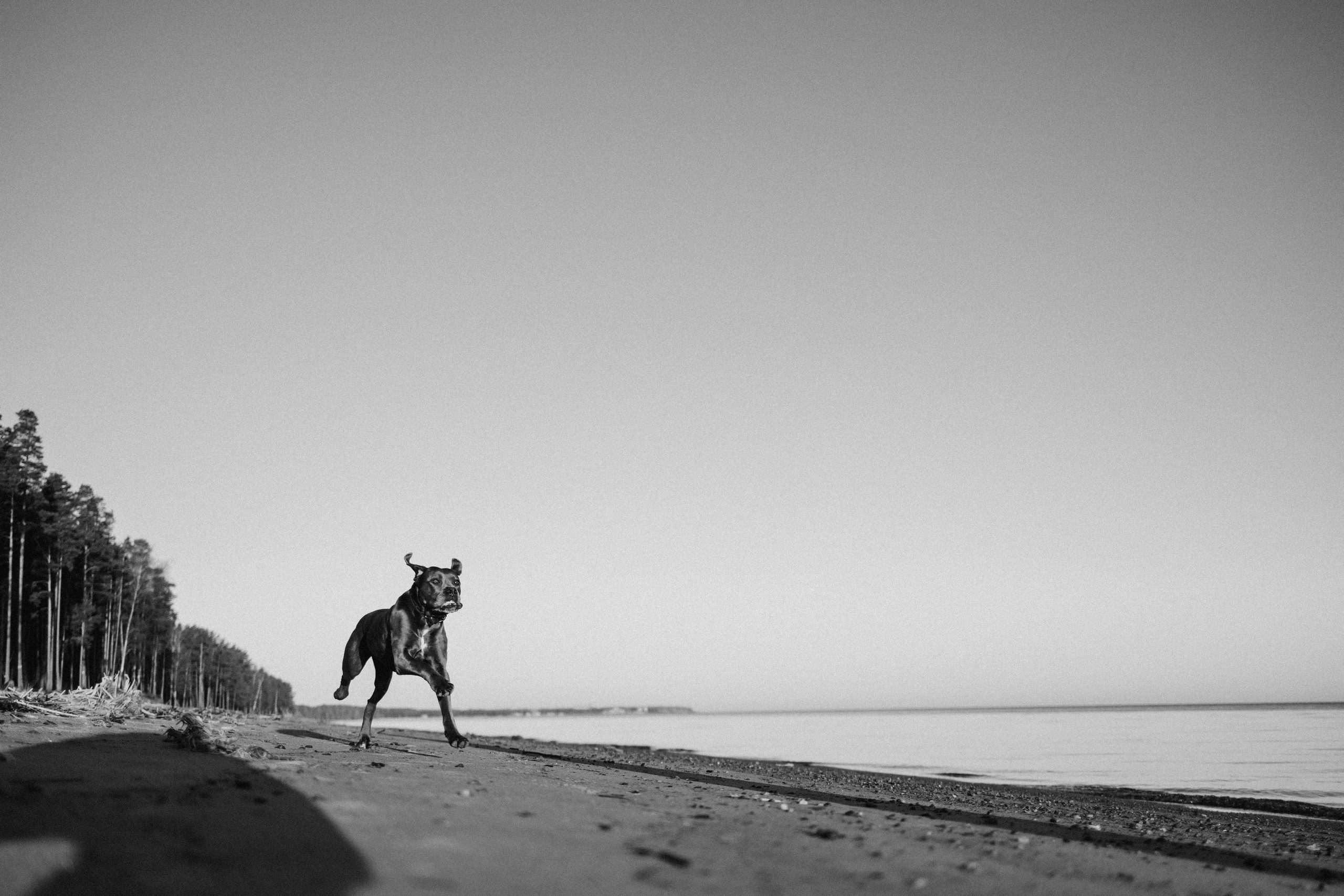 Анна и Лана. Фотограф — Анималист | Санкт-Петербург