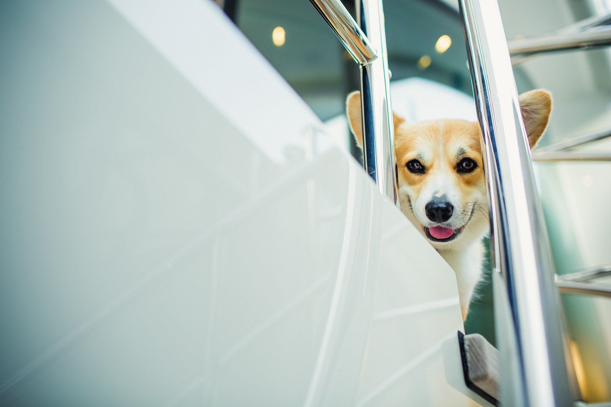 Report VIII. Veedoff