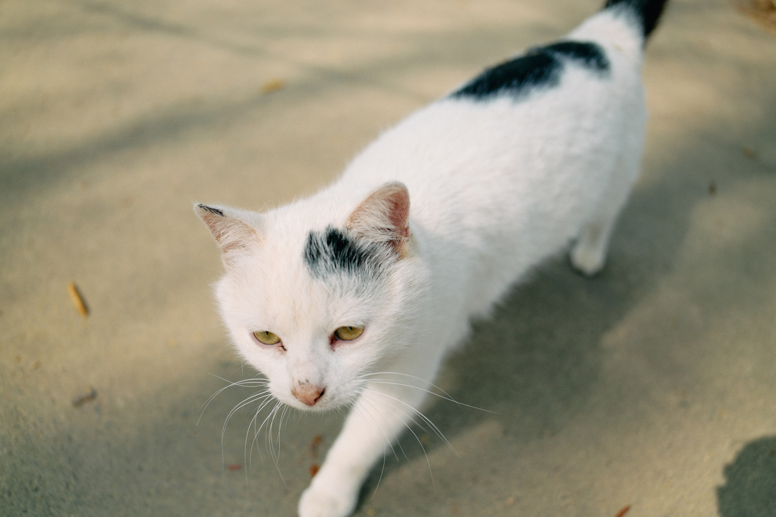 Бутик-отель Поле летом. Профессиональный Фотограф во Владимире, в Москве и в Суздале — Полина Романычева