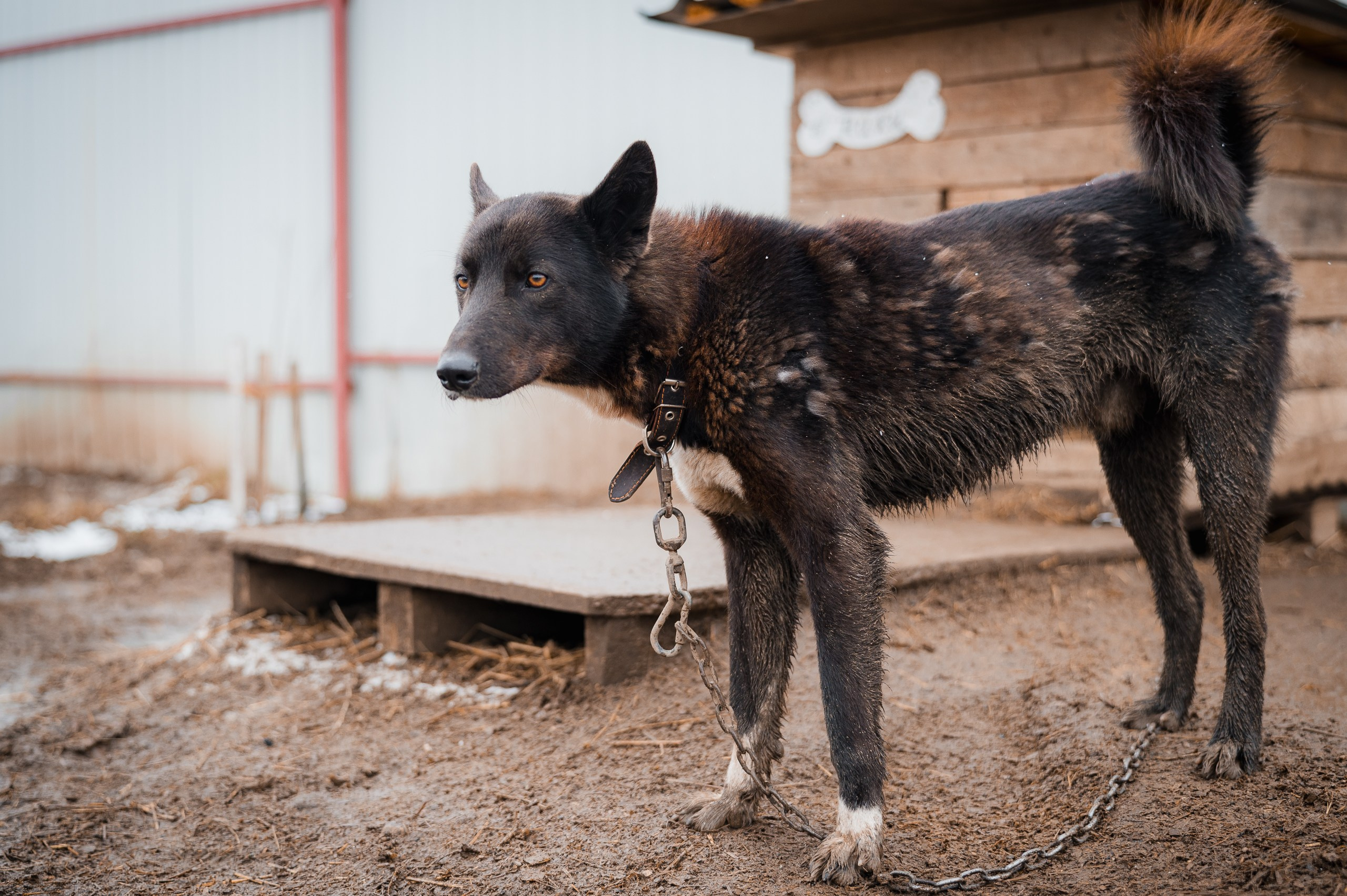 Ники. Улыбка собаки — спасение и пристройство бездомных собак