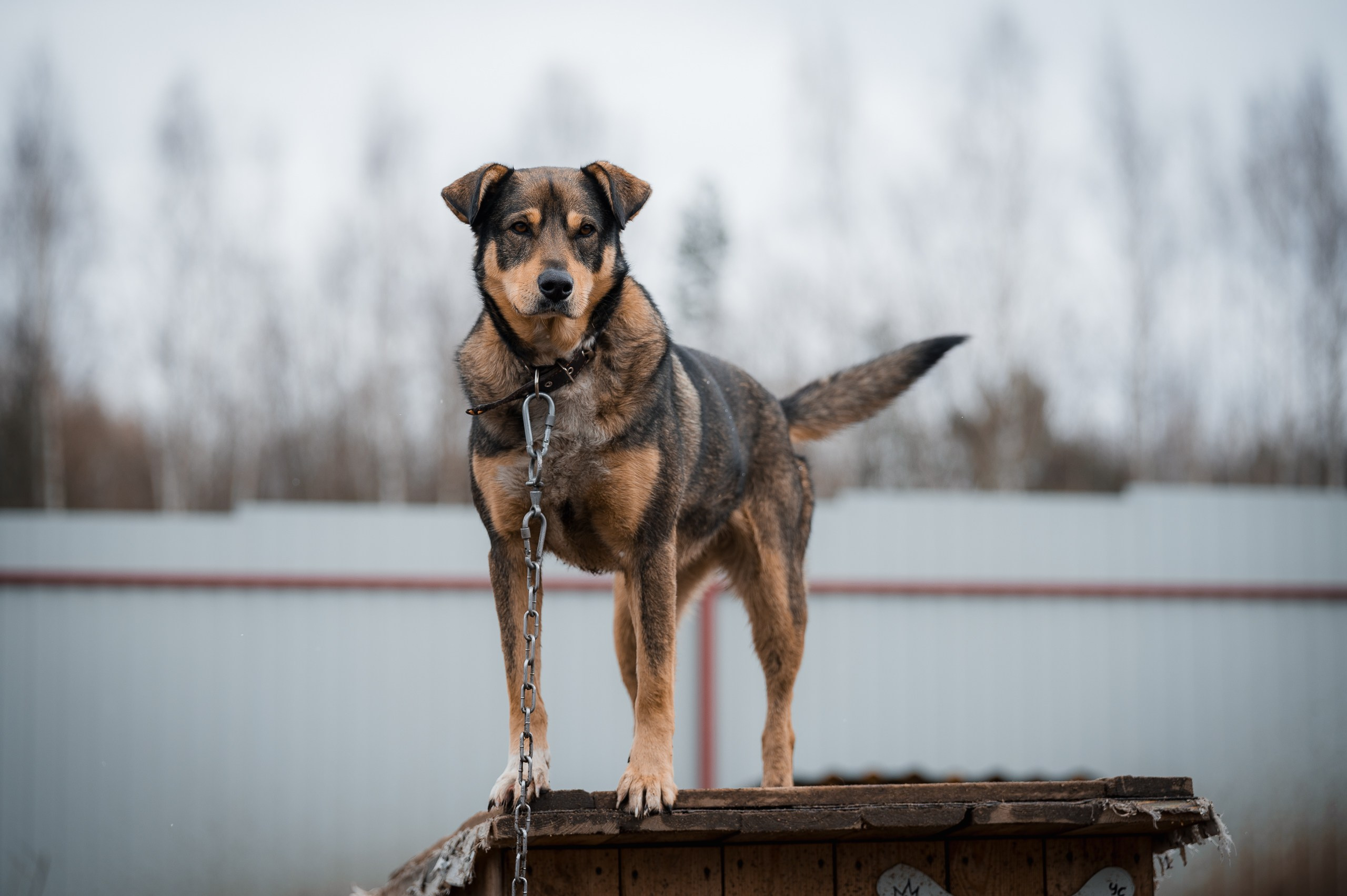 Шейла. Улыбка собаки — спасение и пристройство бездомных собак