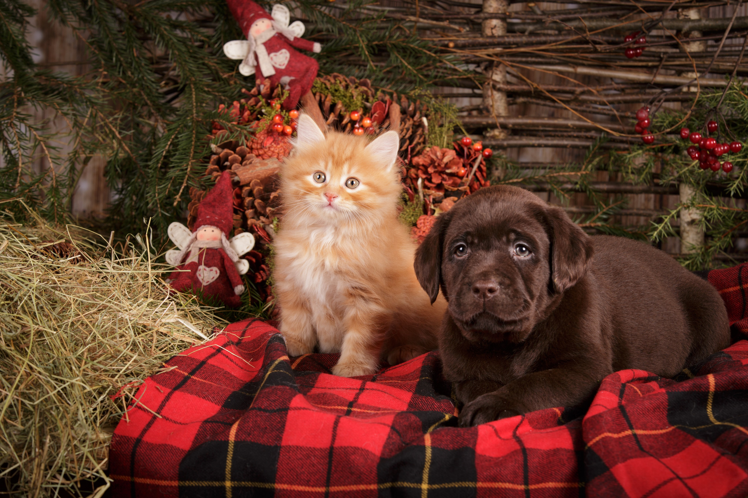 Фотосъемка кошек. Фотограф-анималист Natalia Deingel | Фотосъемка собак в Москве