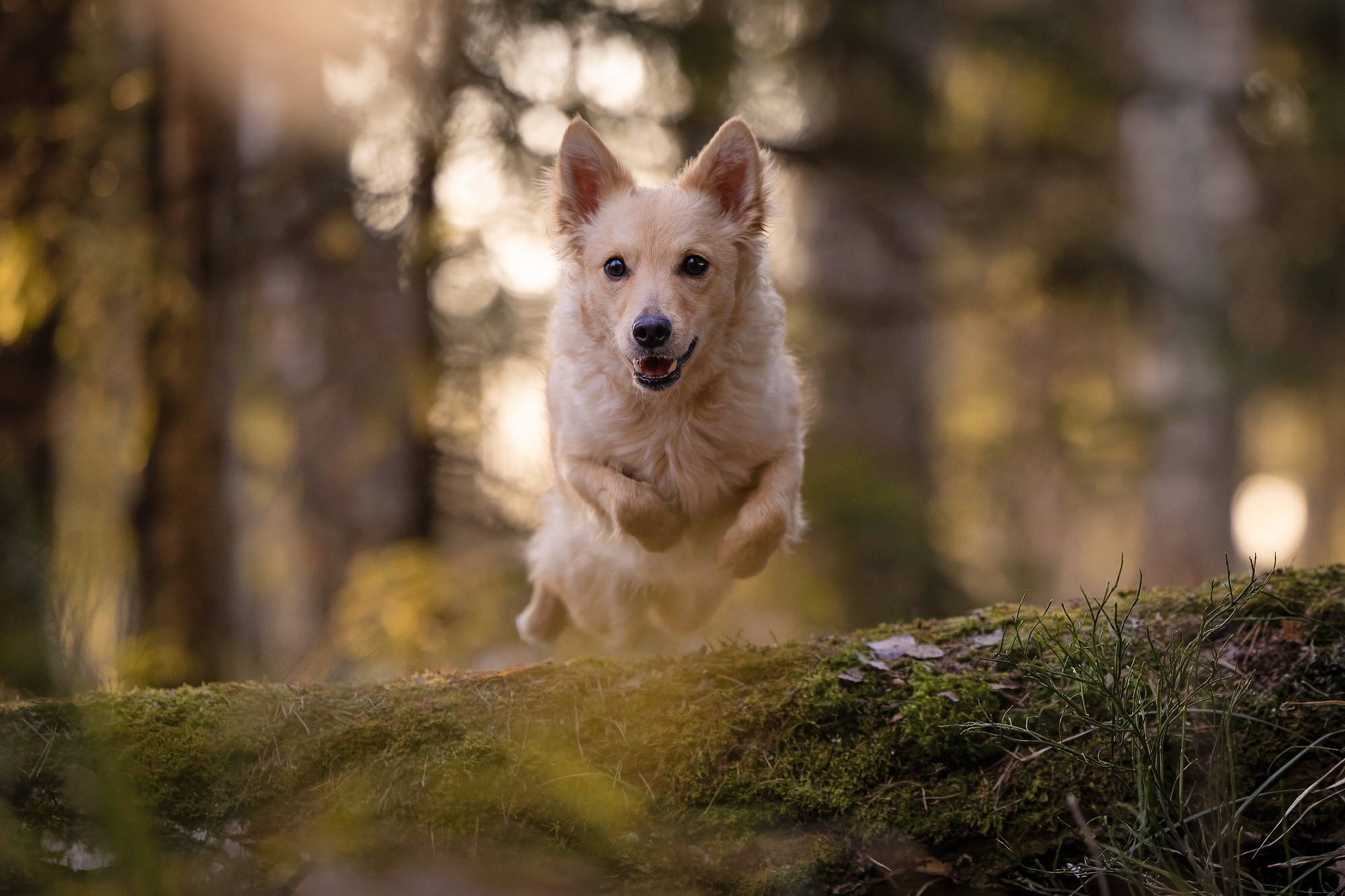 Съёмки собак на природе. Фотограф-анималист Natalia Deingel | Фотосъемка собак в Москве