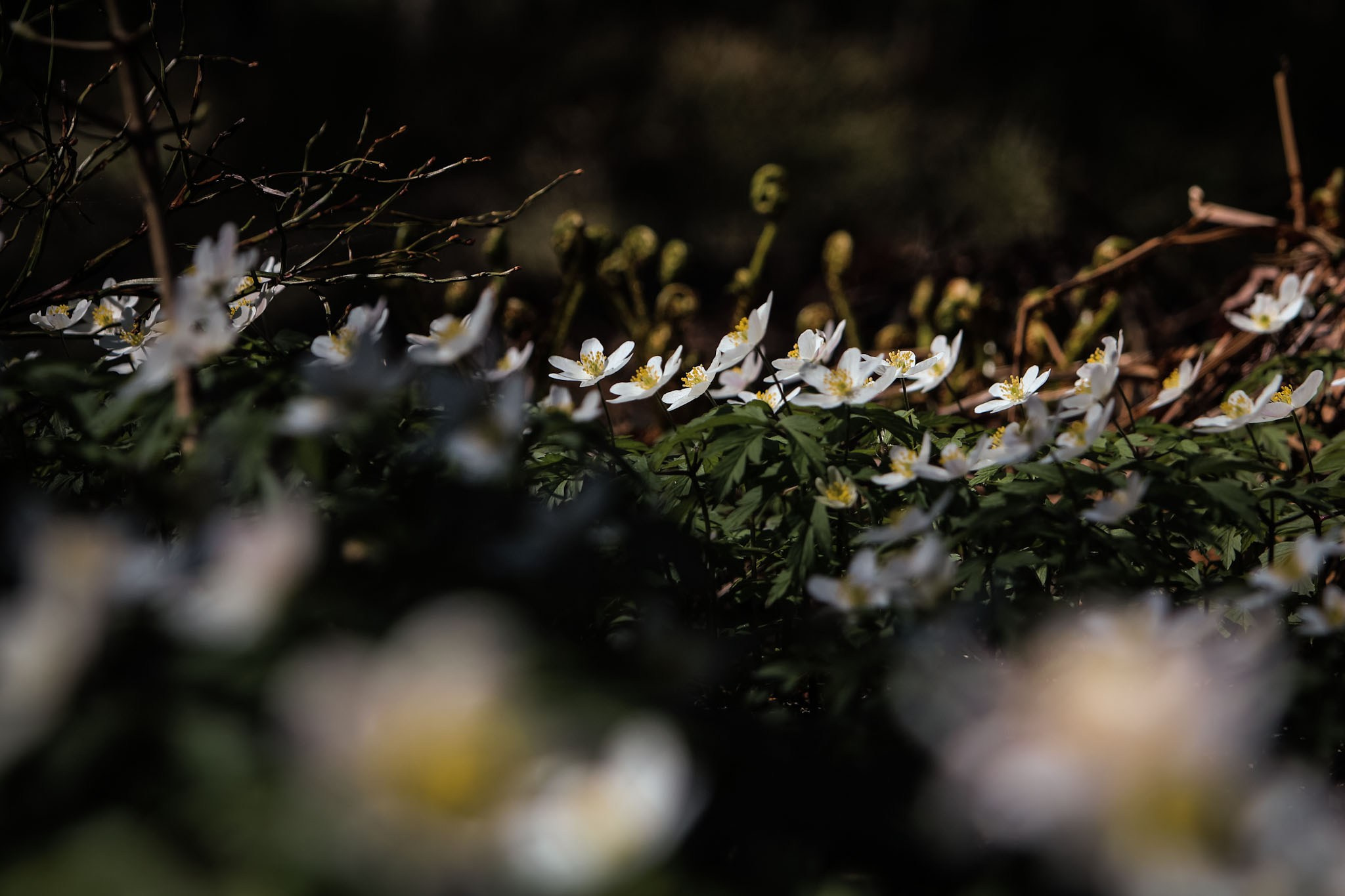 Весна. Катя Цвет