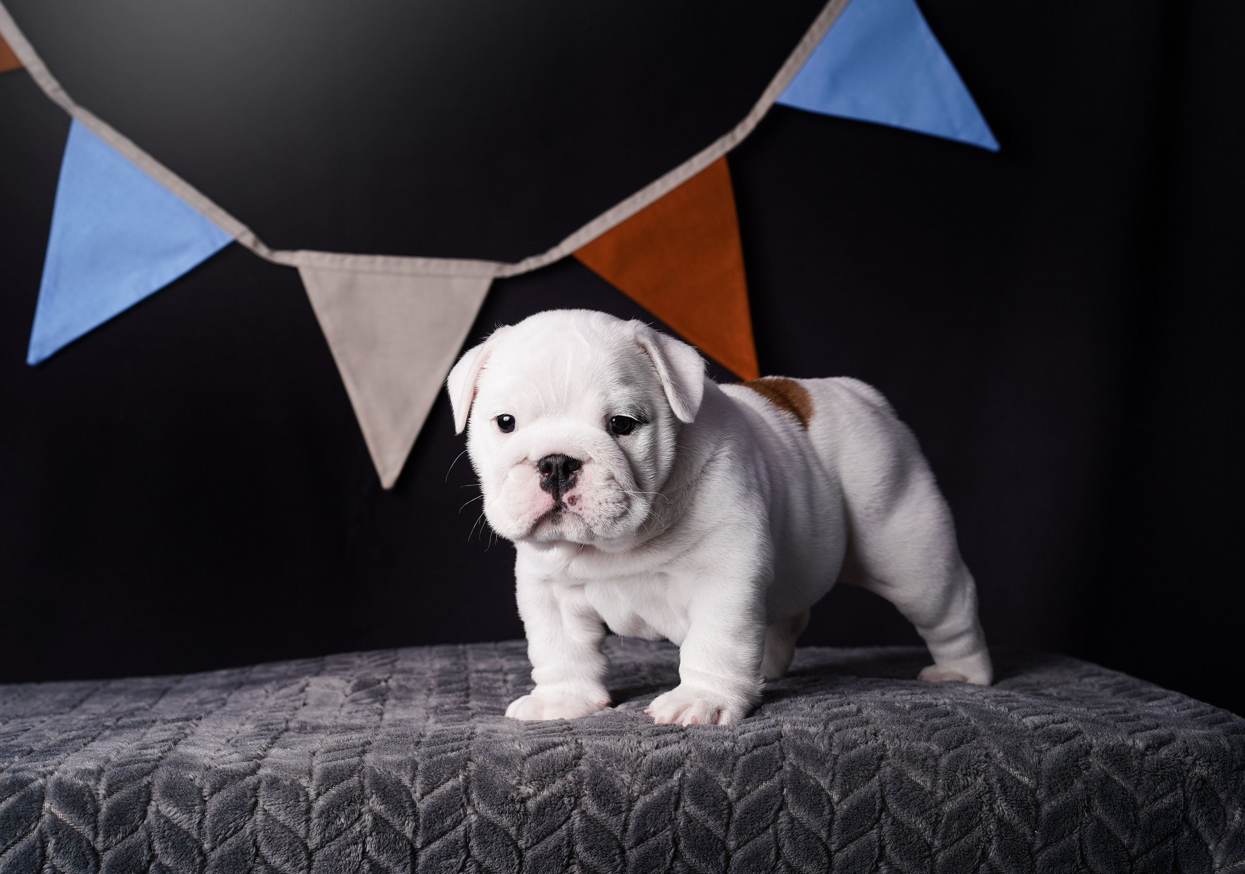 Щенки бульдога. Фотограф-анималист в Санкт-Петербурге Яна Мартынова