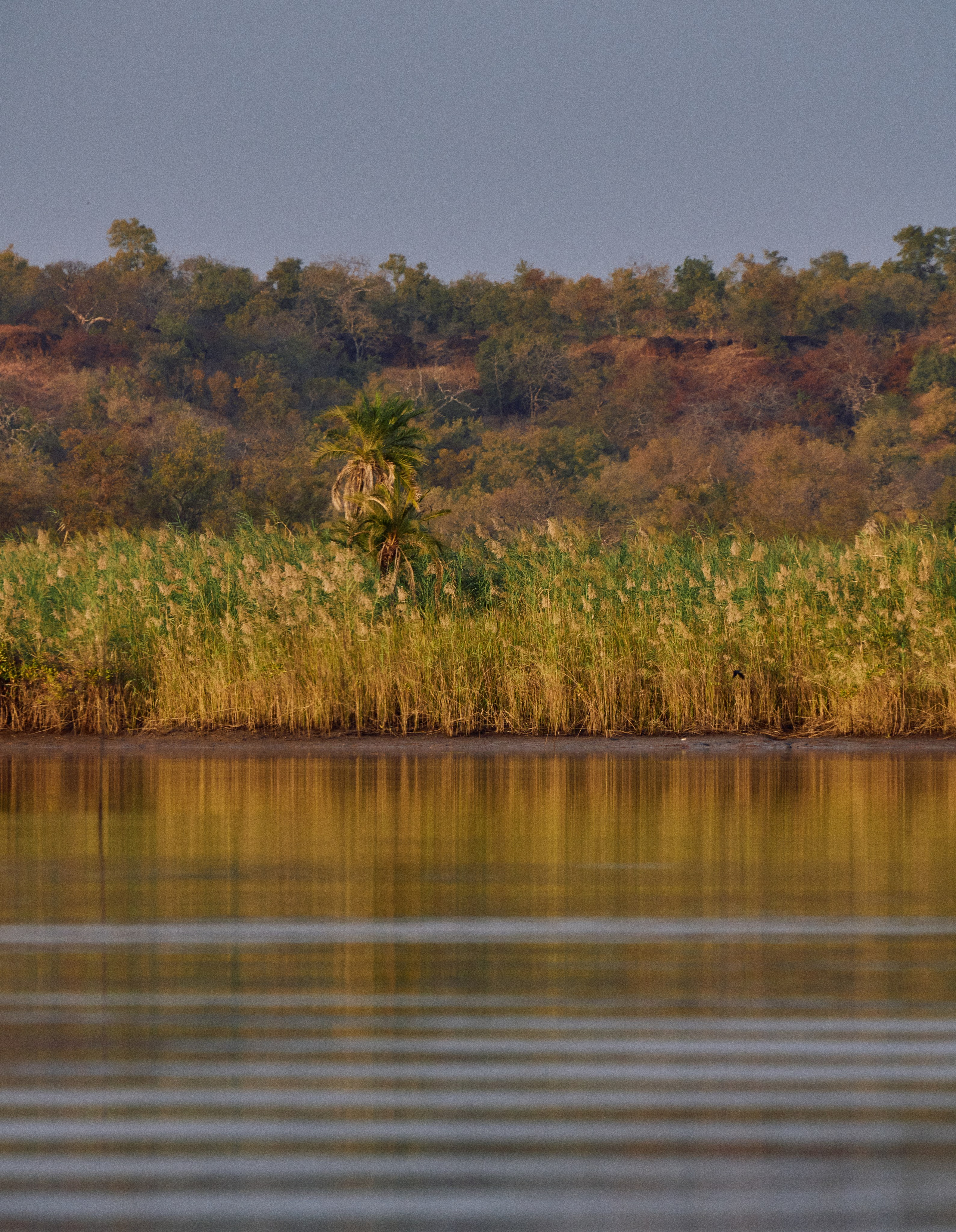 Gambia River. See the moment and catche. commercial and reportage