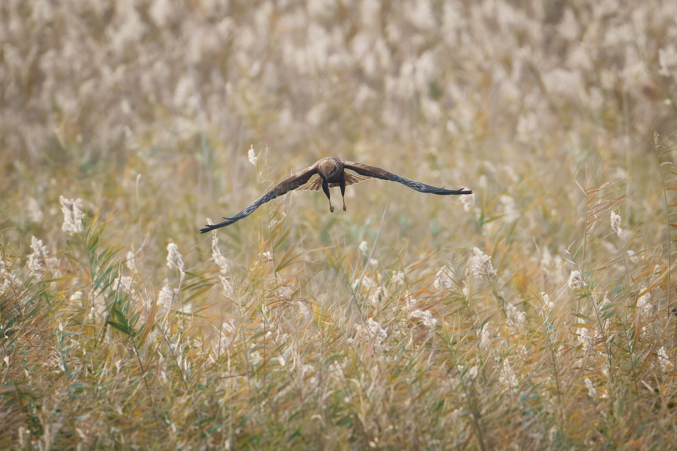 Болотный лунь