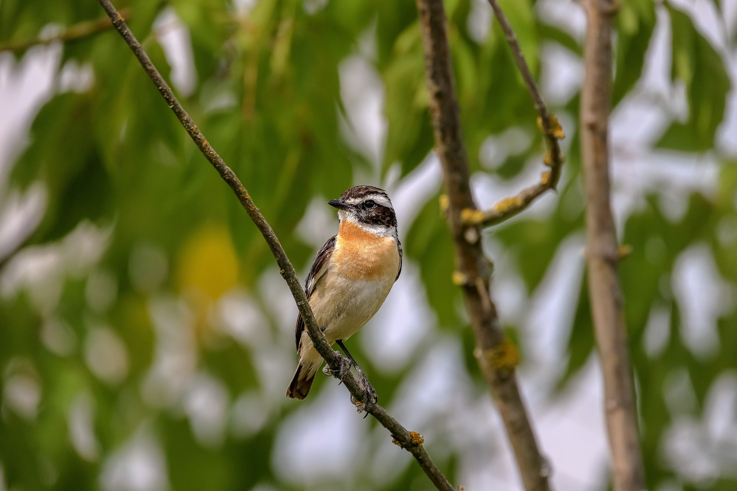 Луговой чекан самец