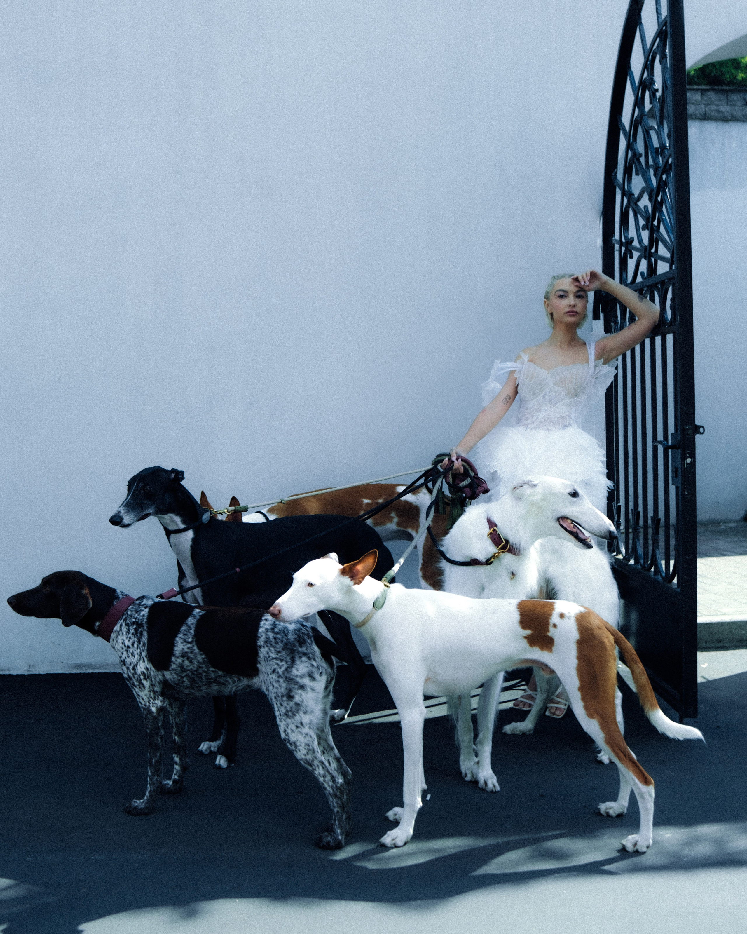 Dogbar. Dariaegudina.ru