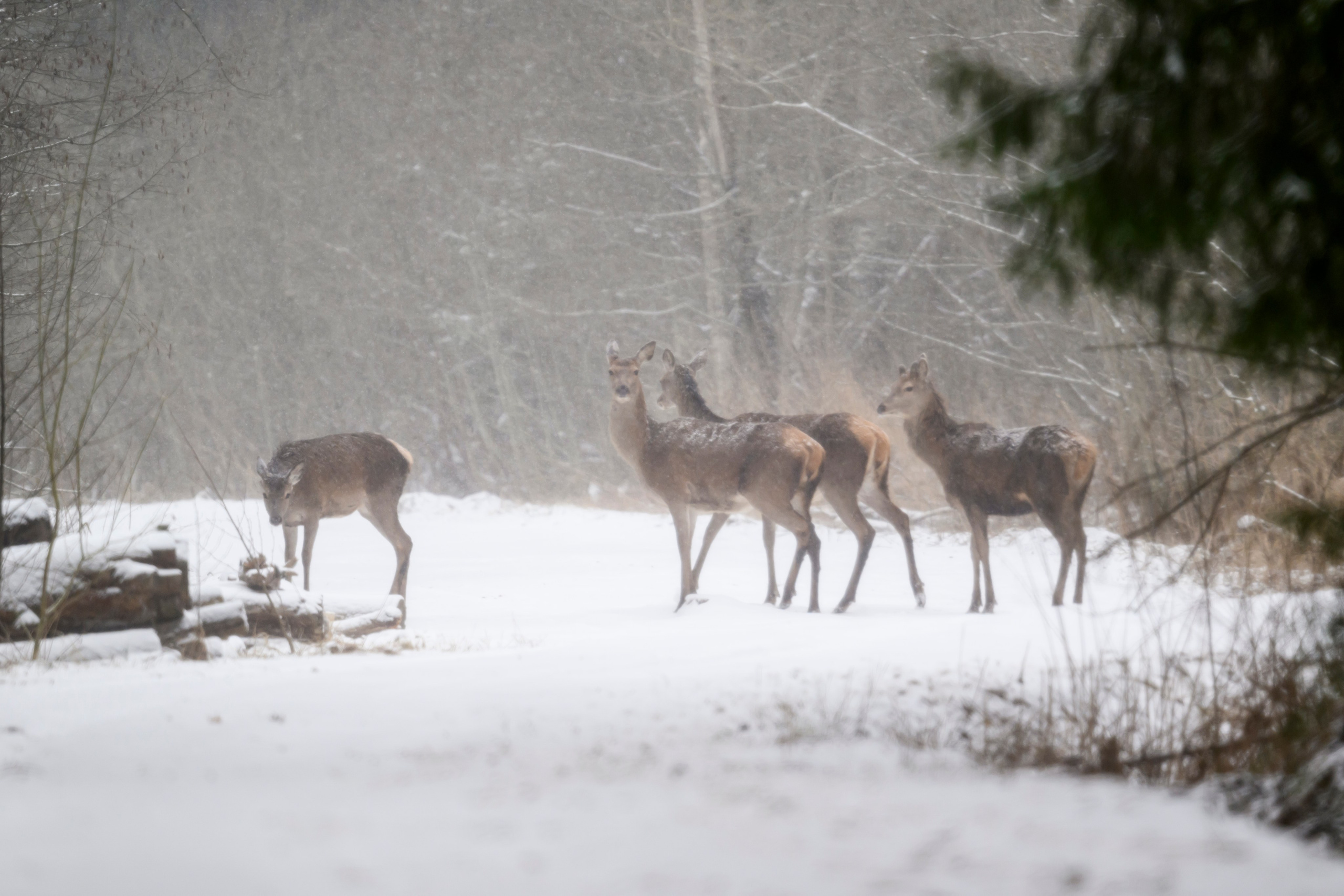 Метель. Фотограф Сергей Пупонин