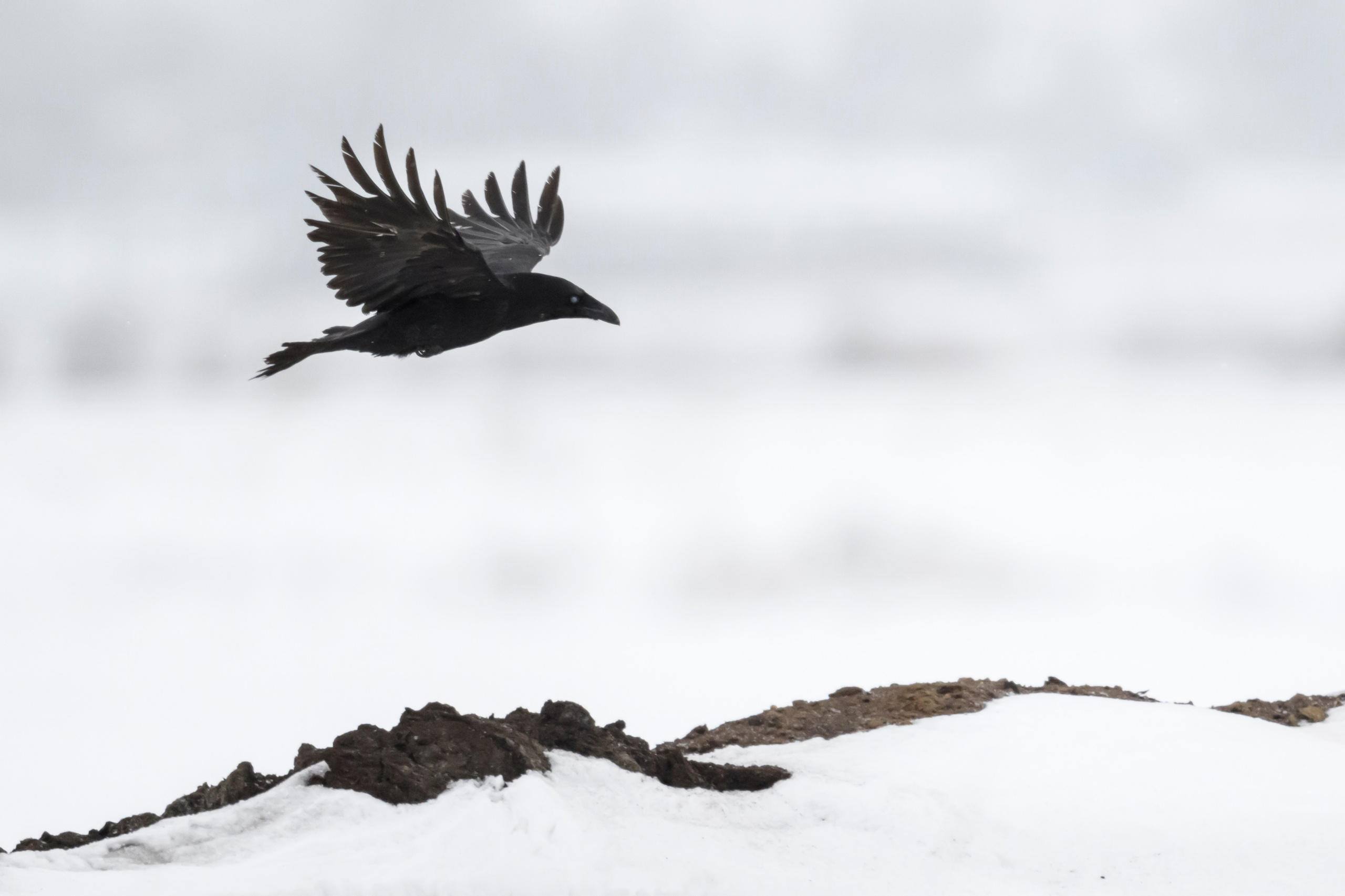 Большой кроншнеп. Фотограф Сергей Пупонин
