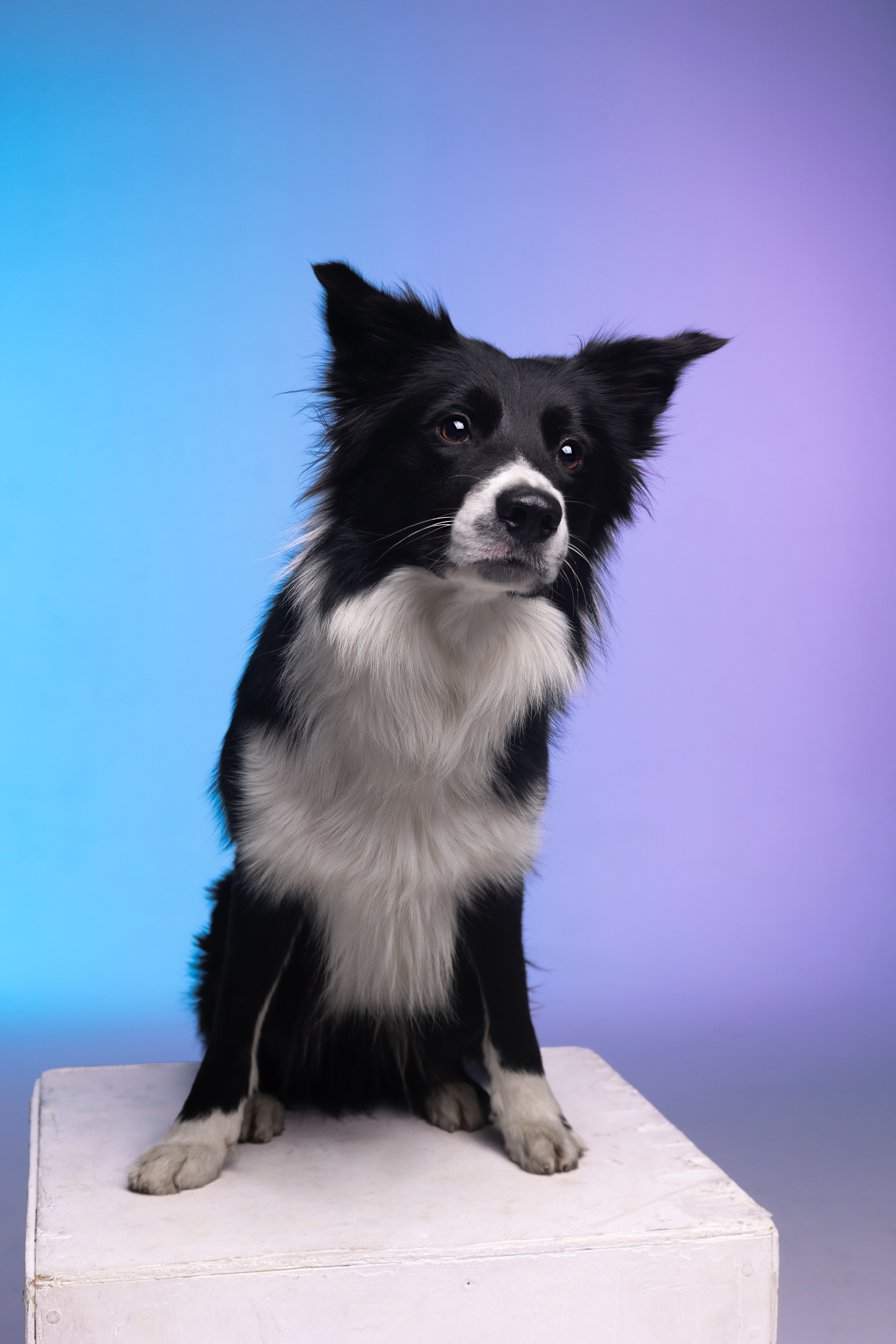 Неон. Фотограф анималист Кристина Карпова, Москва